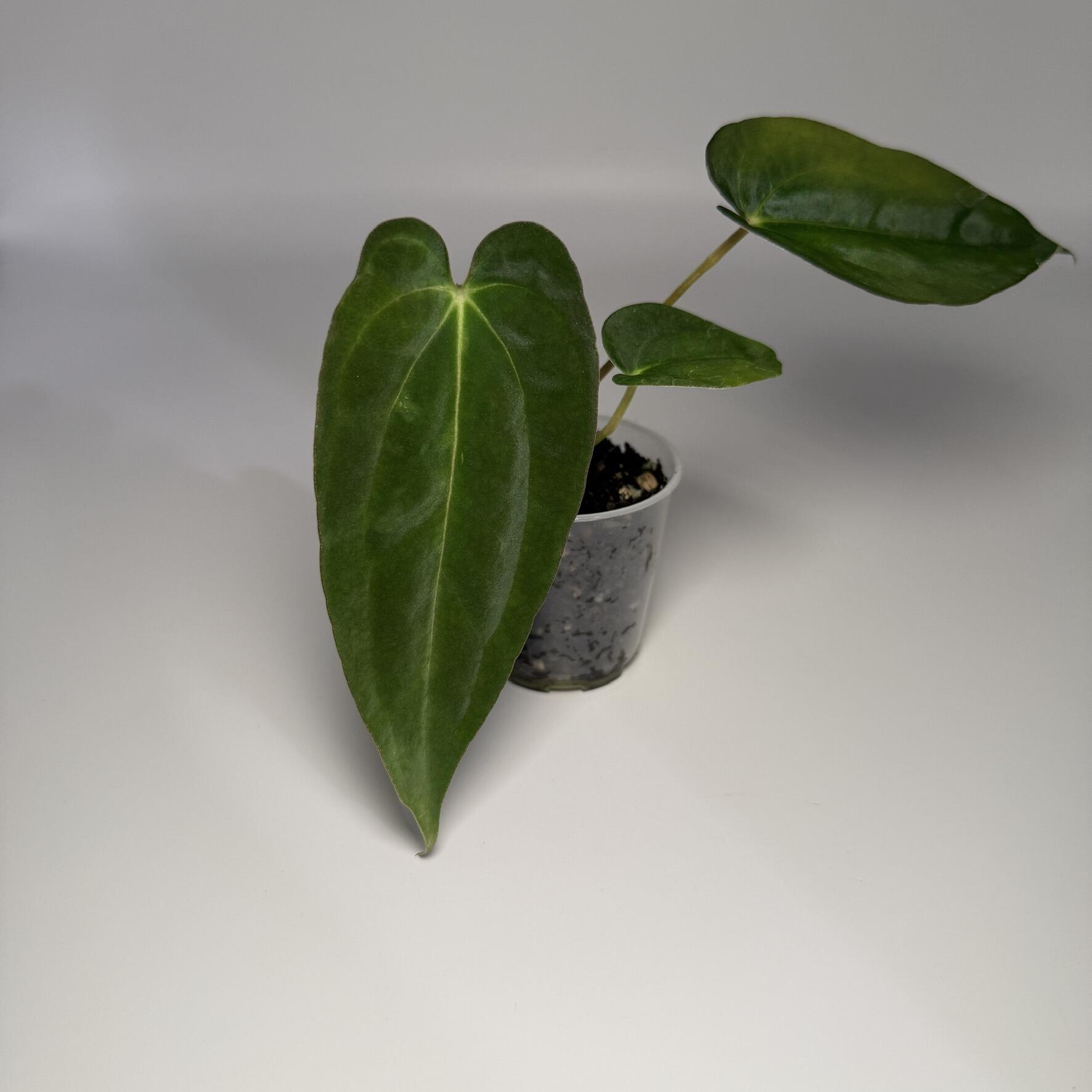 _Anthurium Ace of Purple x (Zara x Michelle)