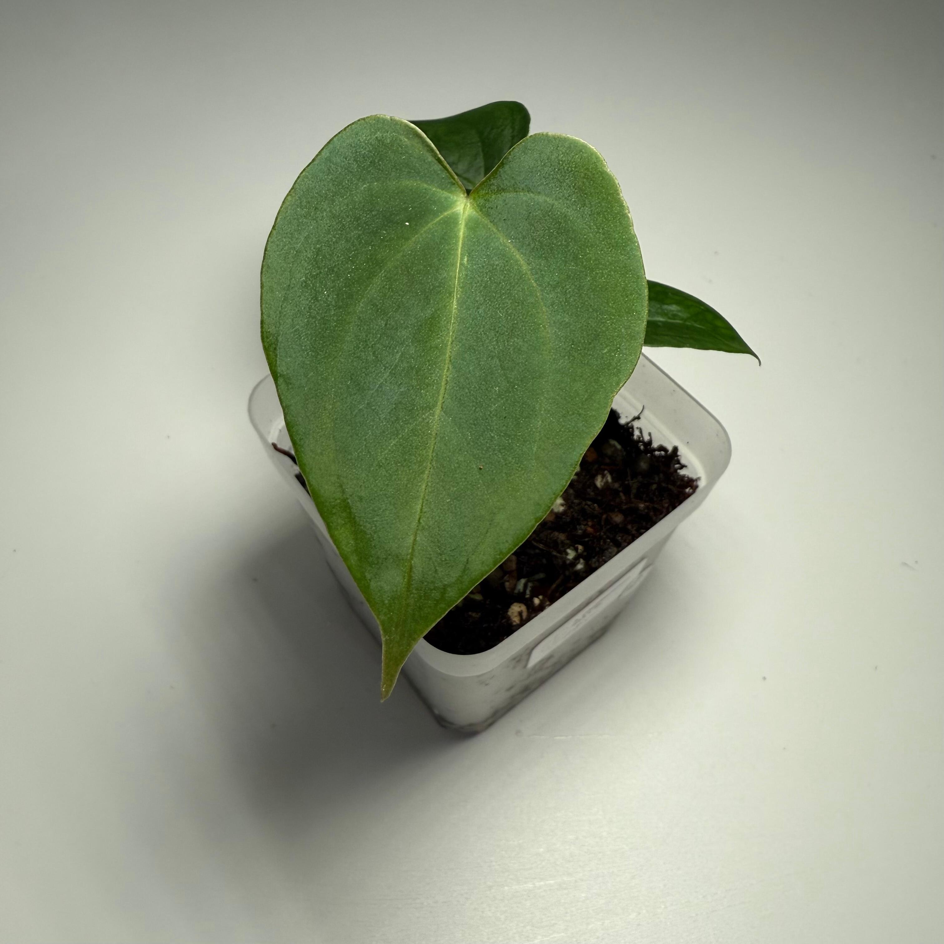 Plant I