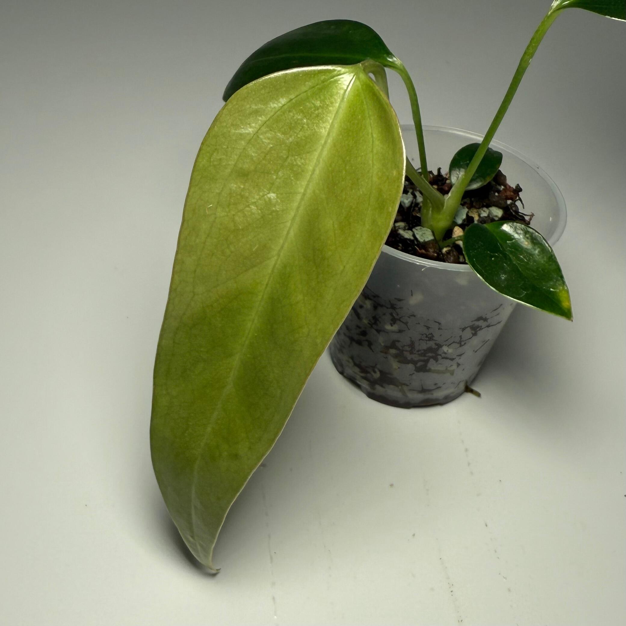 Plant for sale