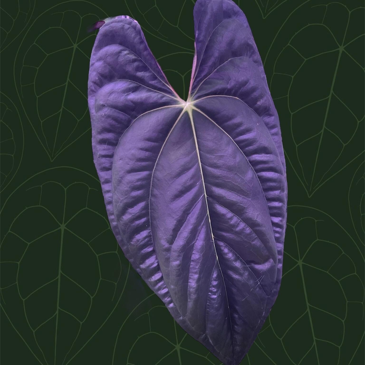 Anthurium papillilaminum RA6 x self