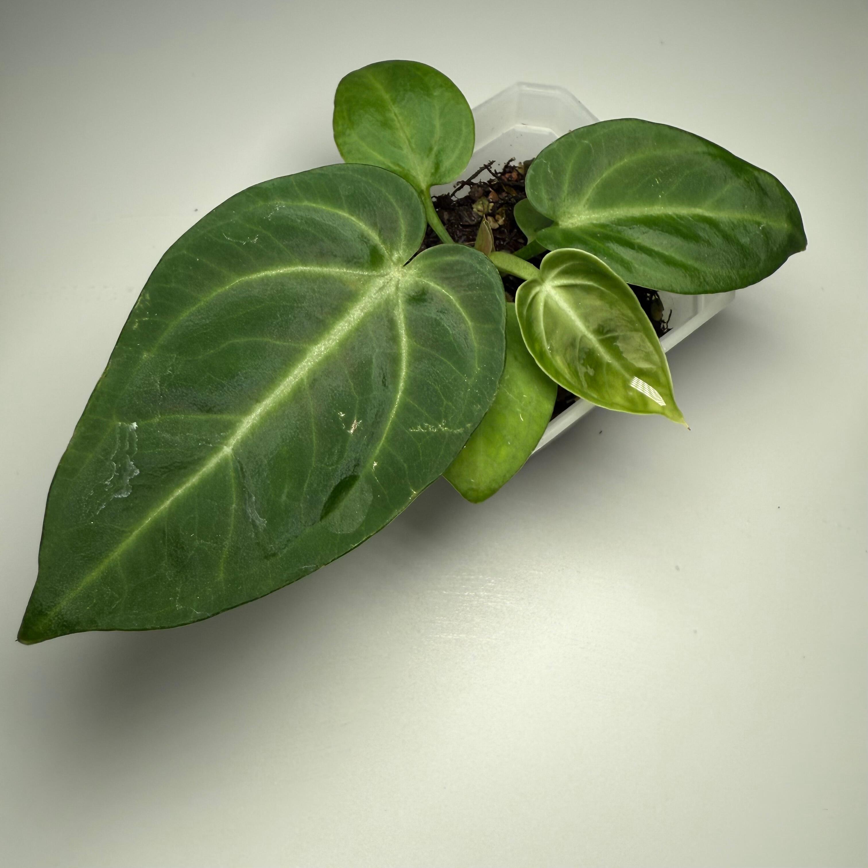 Plant D