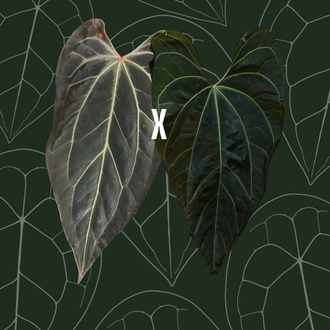 Parent plants