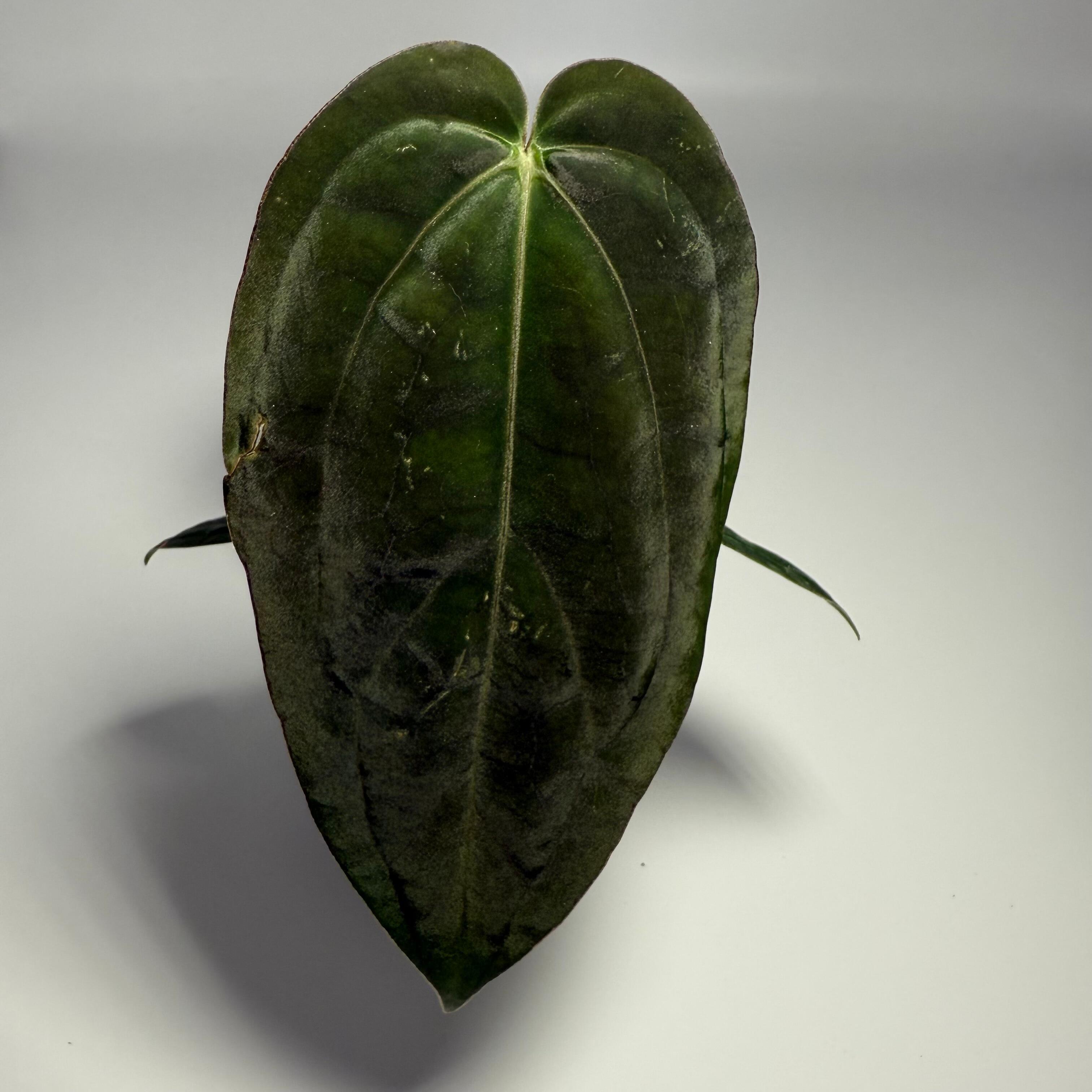 Anthurium papillilaminum Fort Sherman x self