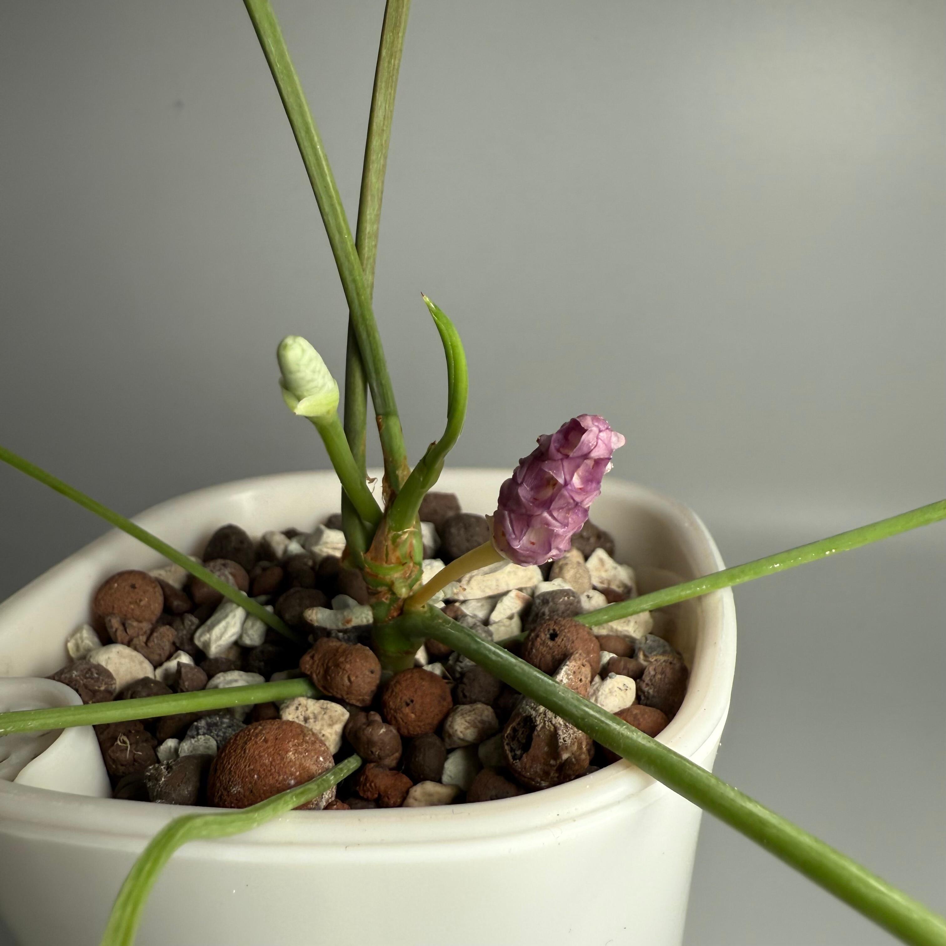 Mother plant