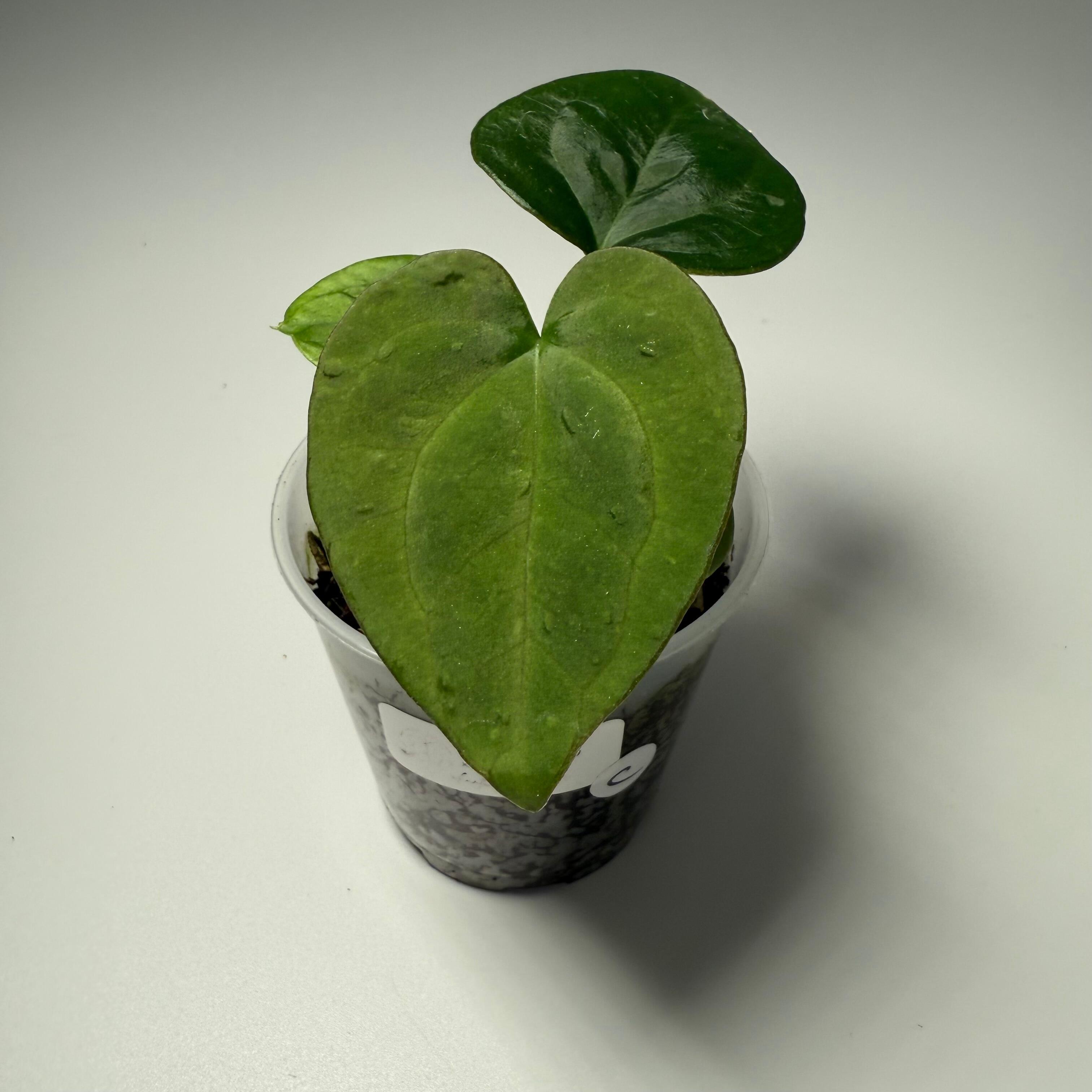 Plant C