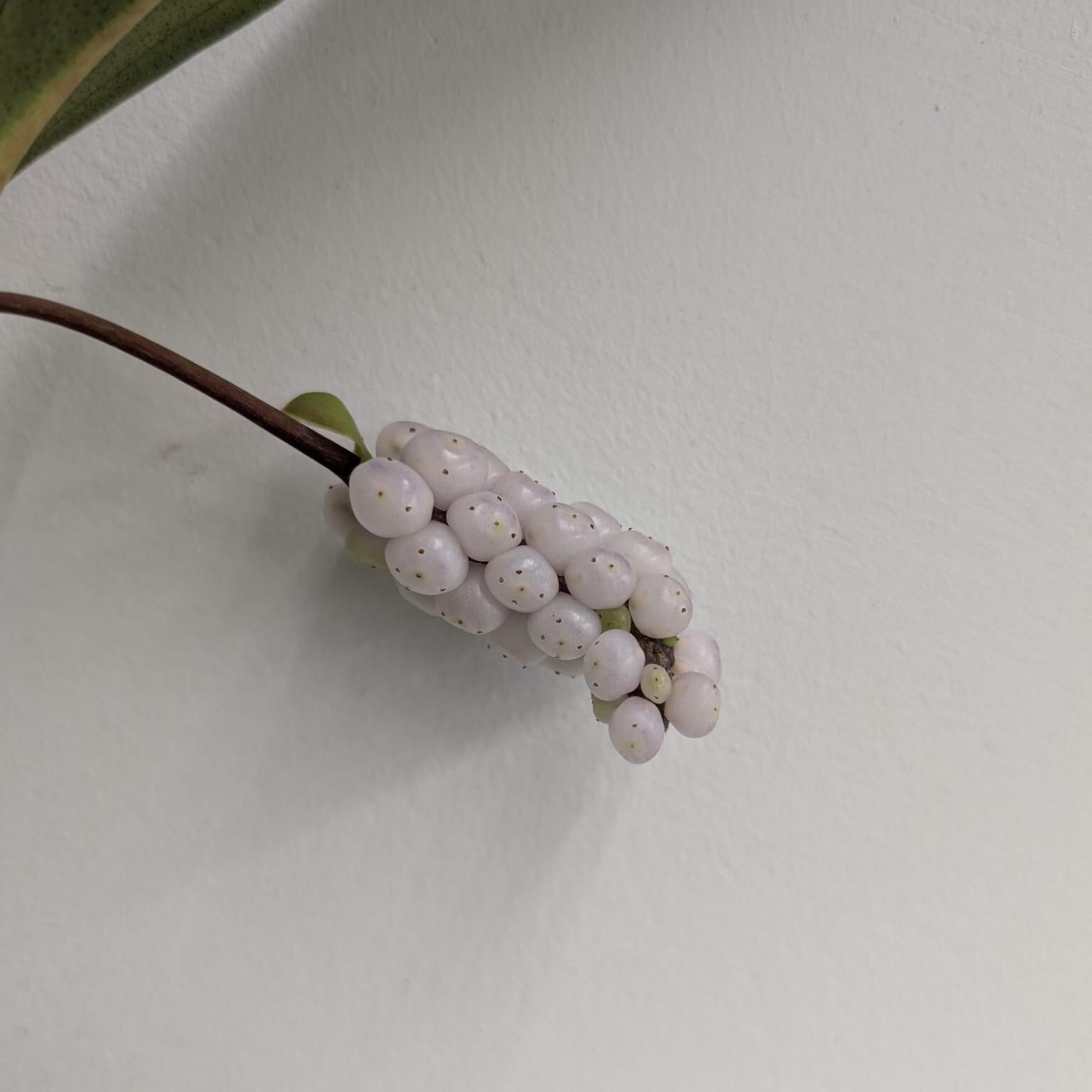 Berries