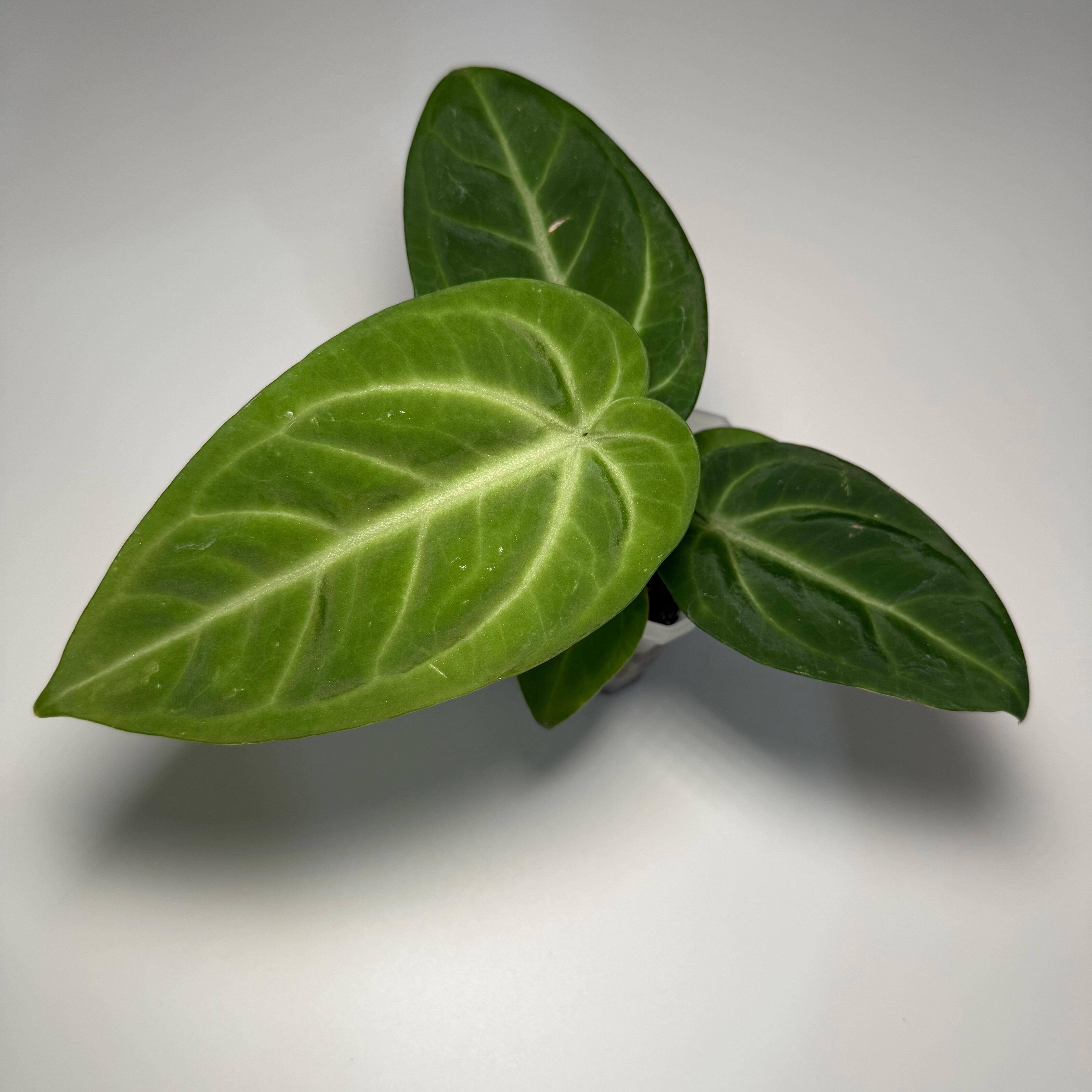 Plant D