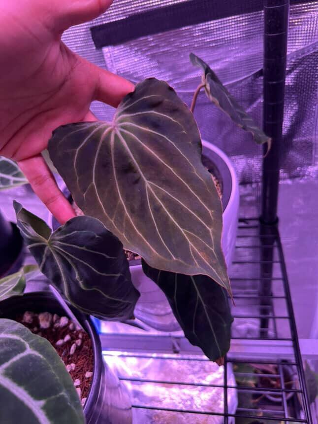 Holdback from last batch
