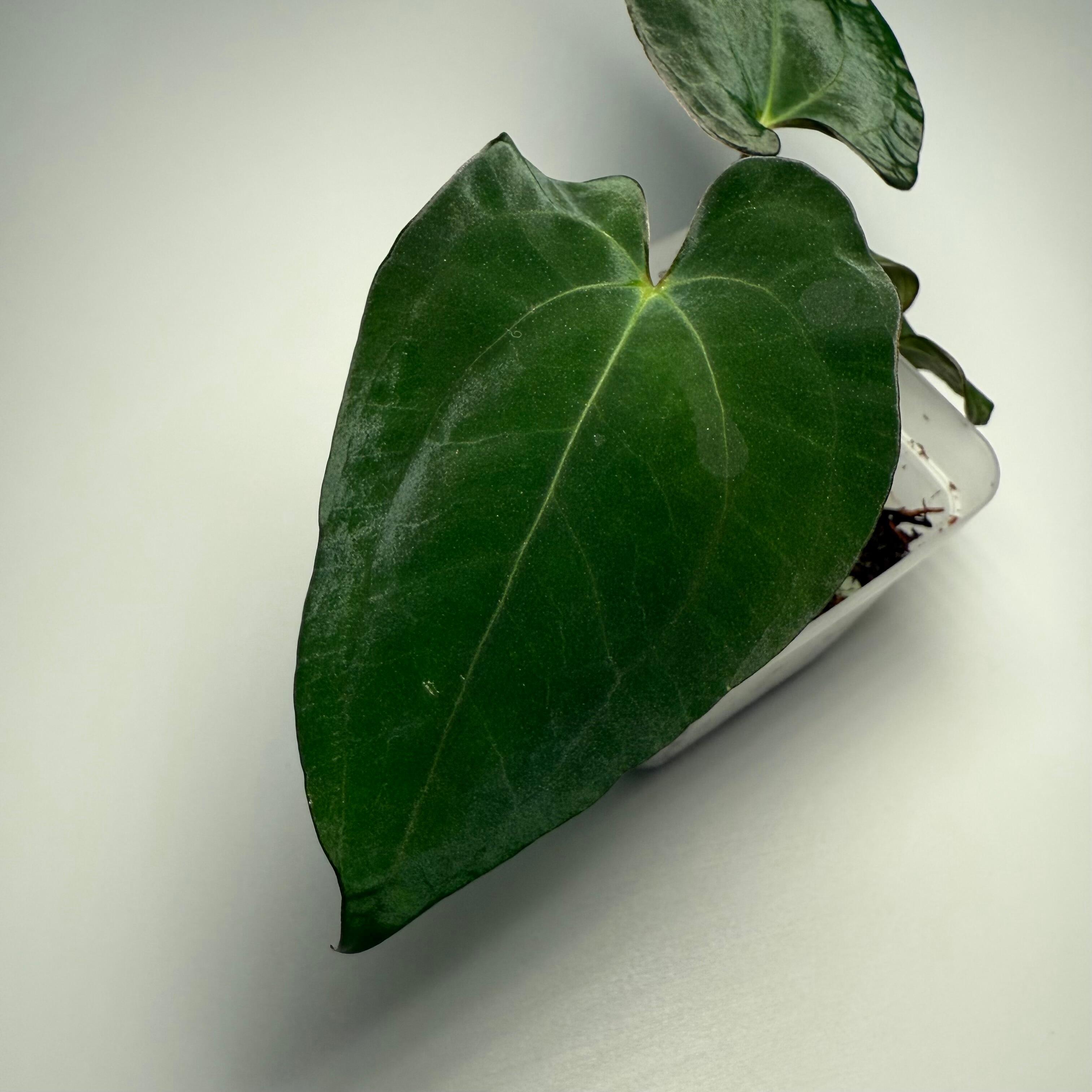 Plant for sale