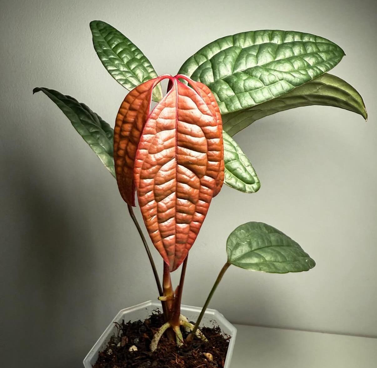 burgundy red-leaf philodendron Philodendron 'Burgundy Princess' – Carnivero main image 1