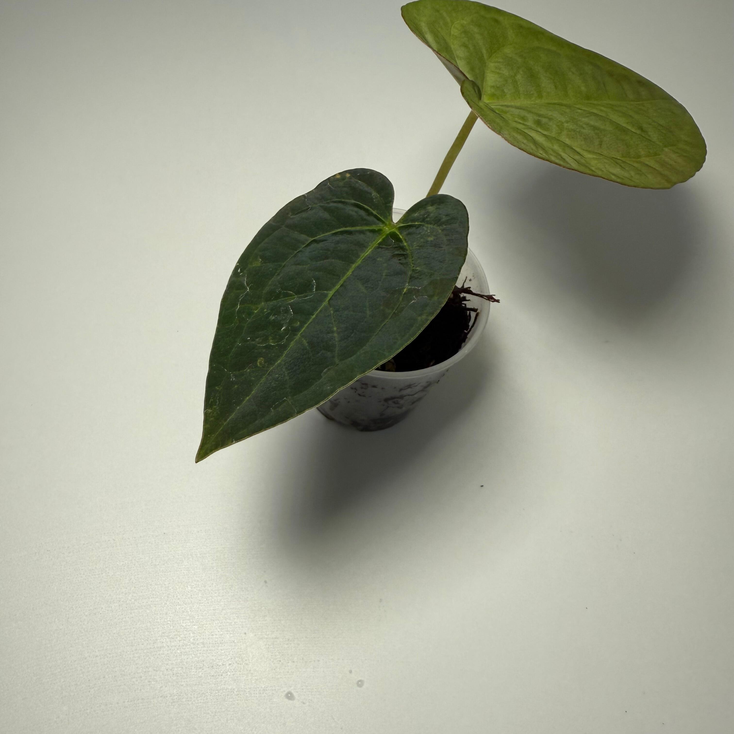 _Anthurium Dark Phoenix x Zara f4