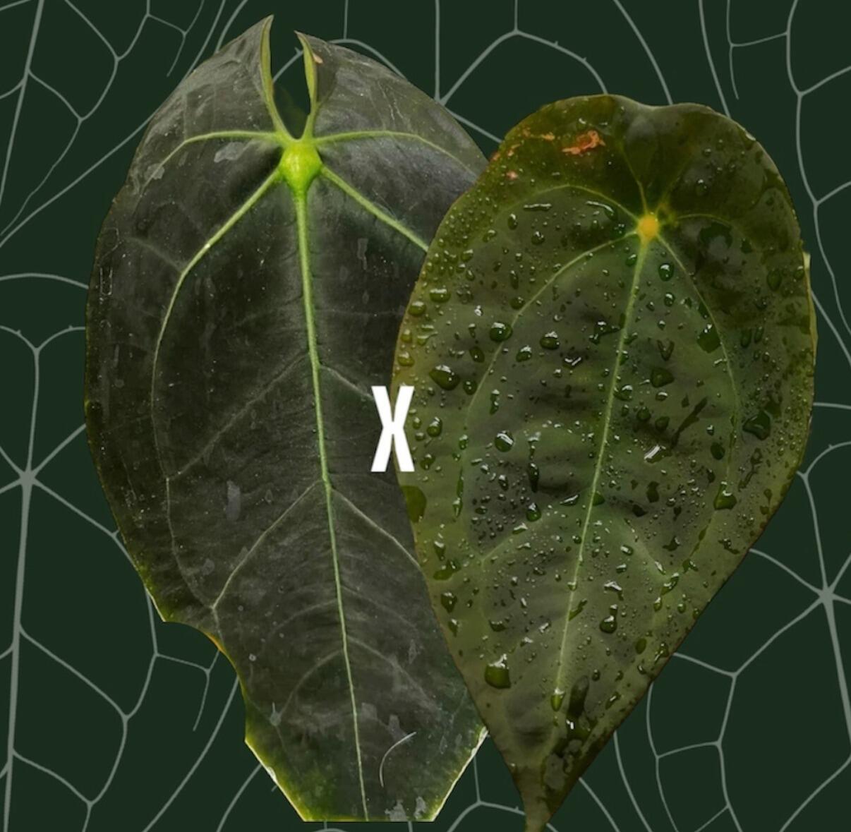 _Anthurium NOID Gerald x Velvet Mask