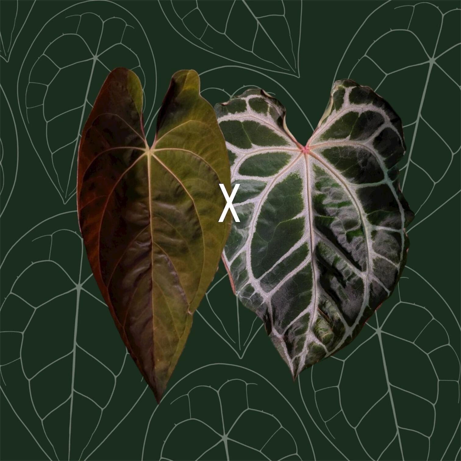 アンスリウム fortsherman x antolakii Anthurium Fort Sherman x BVEP