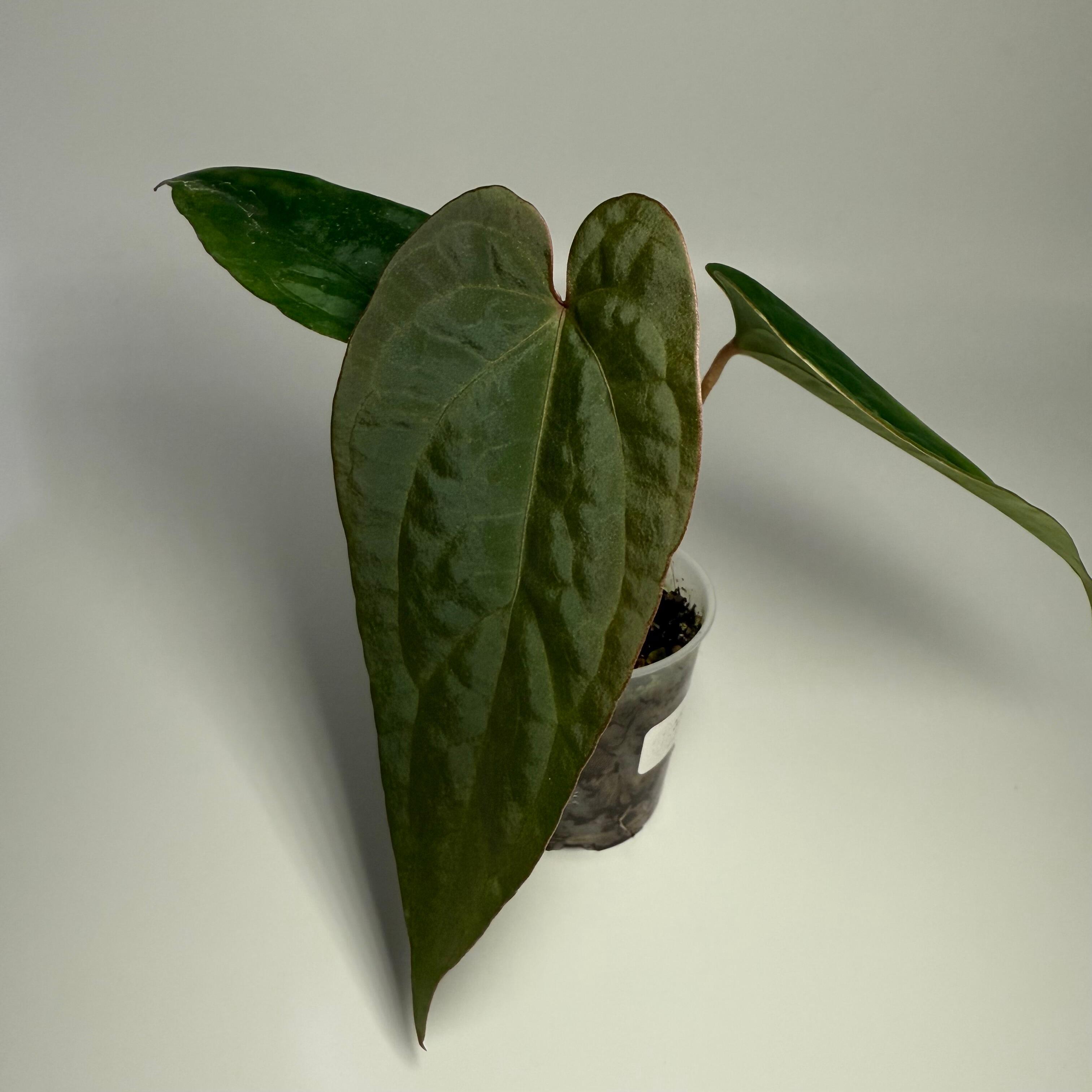 _Anthurium papillilaminum ('RA5' x self) x ('Ralph Lynam' x