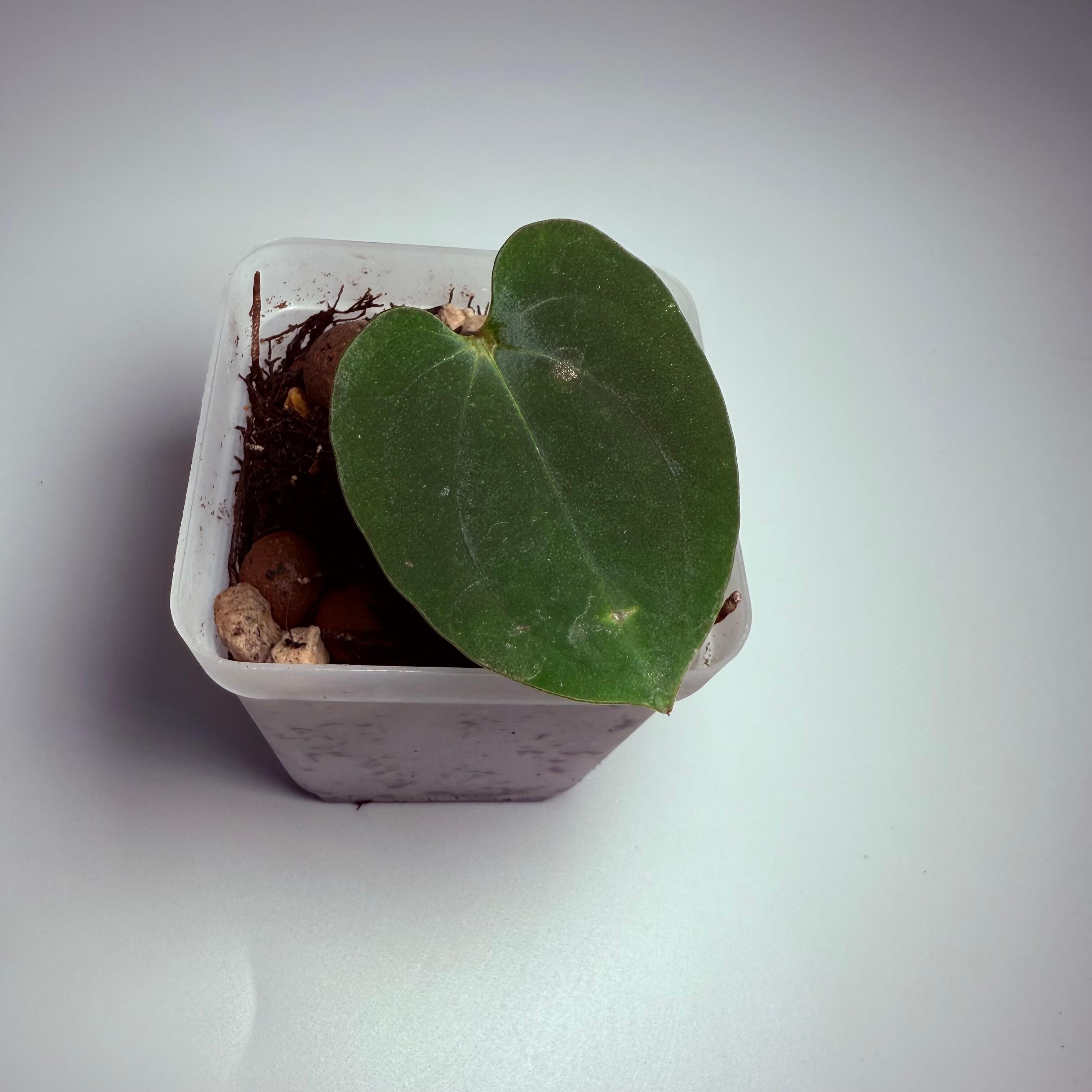 _Anthurium papillilaminum (FSRL x [FS x self]) x RA6