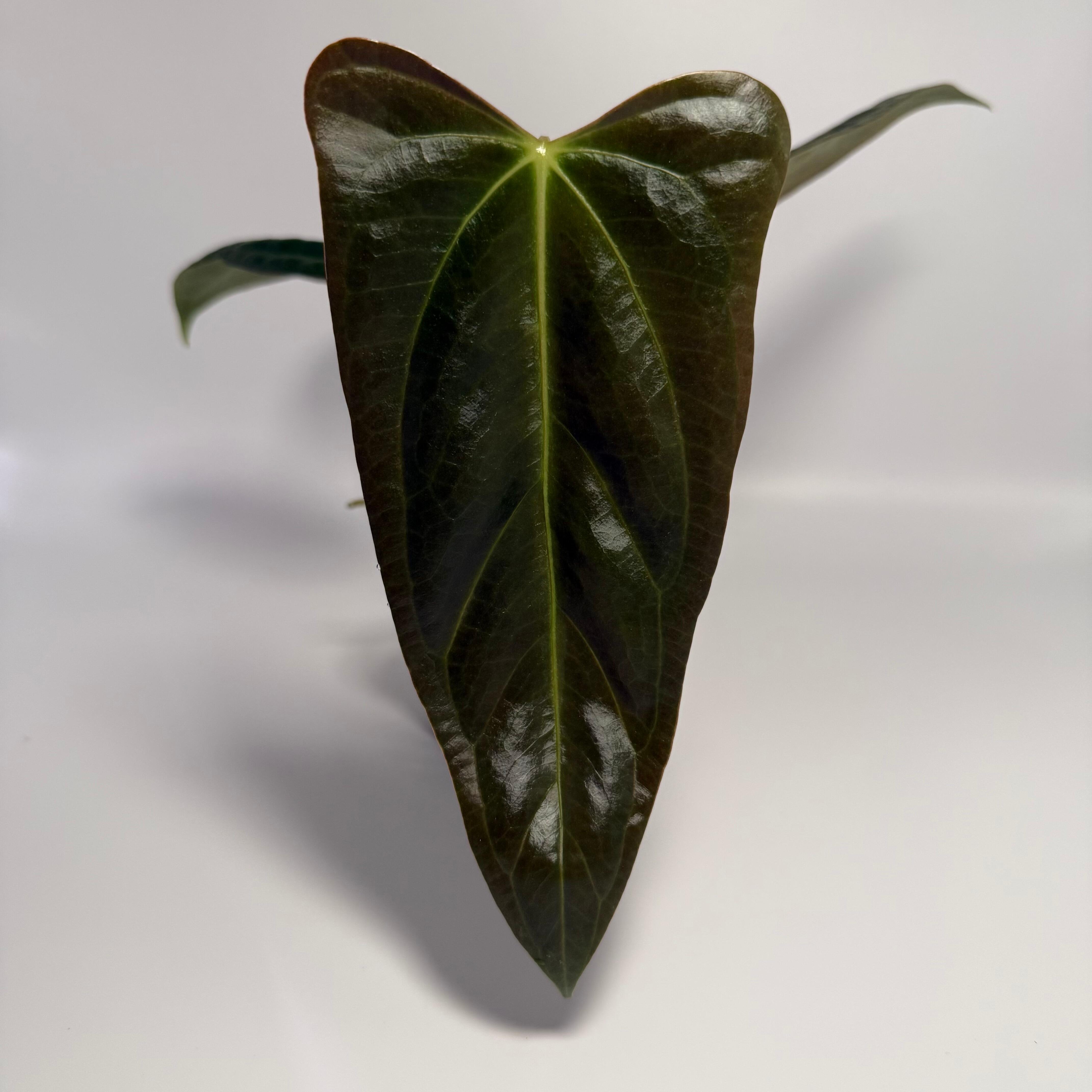 Anthurium subsignatum