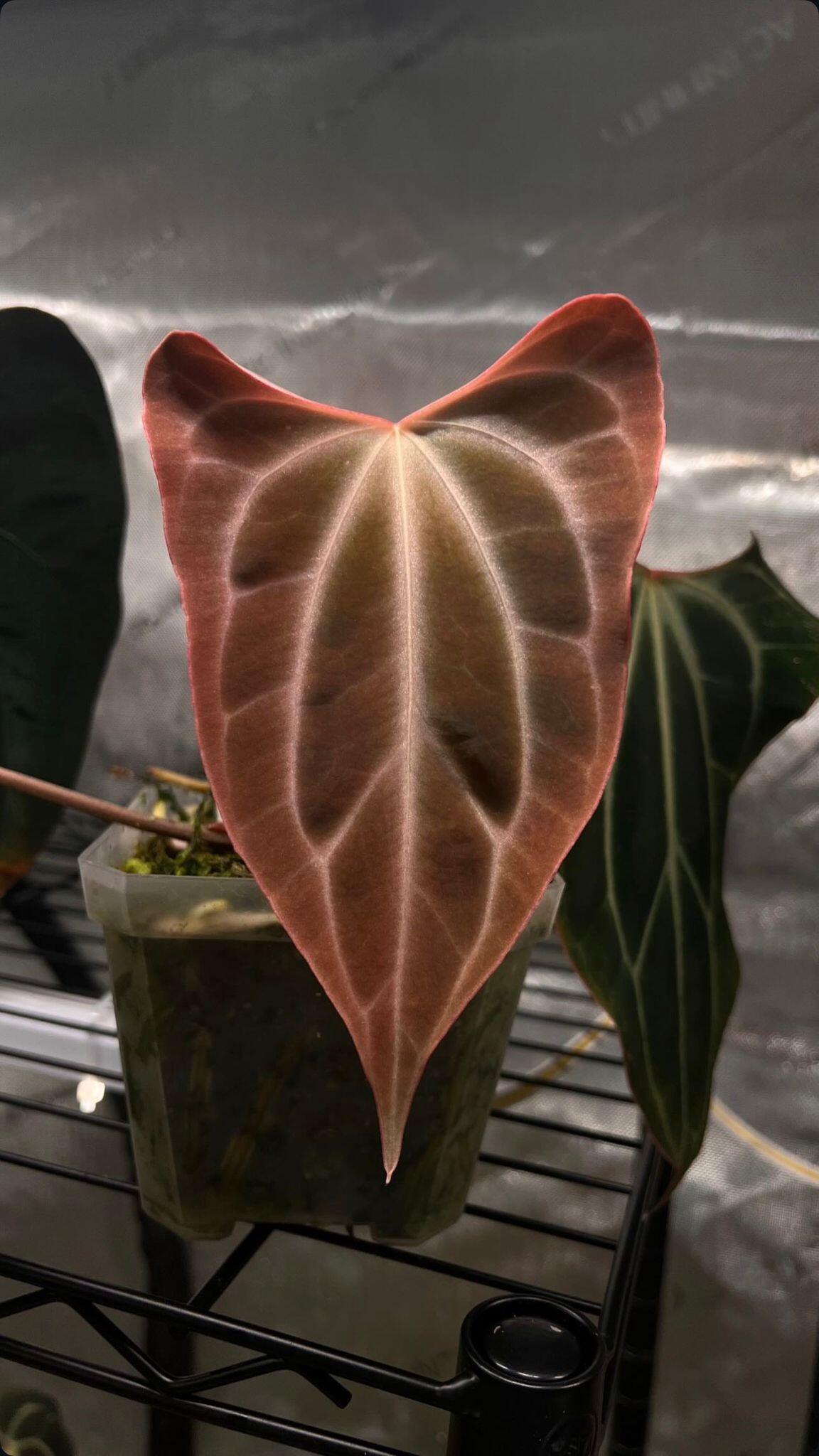 _Anthurium besseae aff wide(ish)
