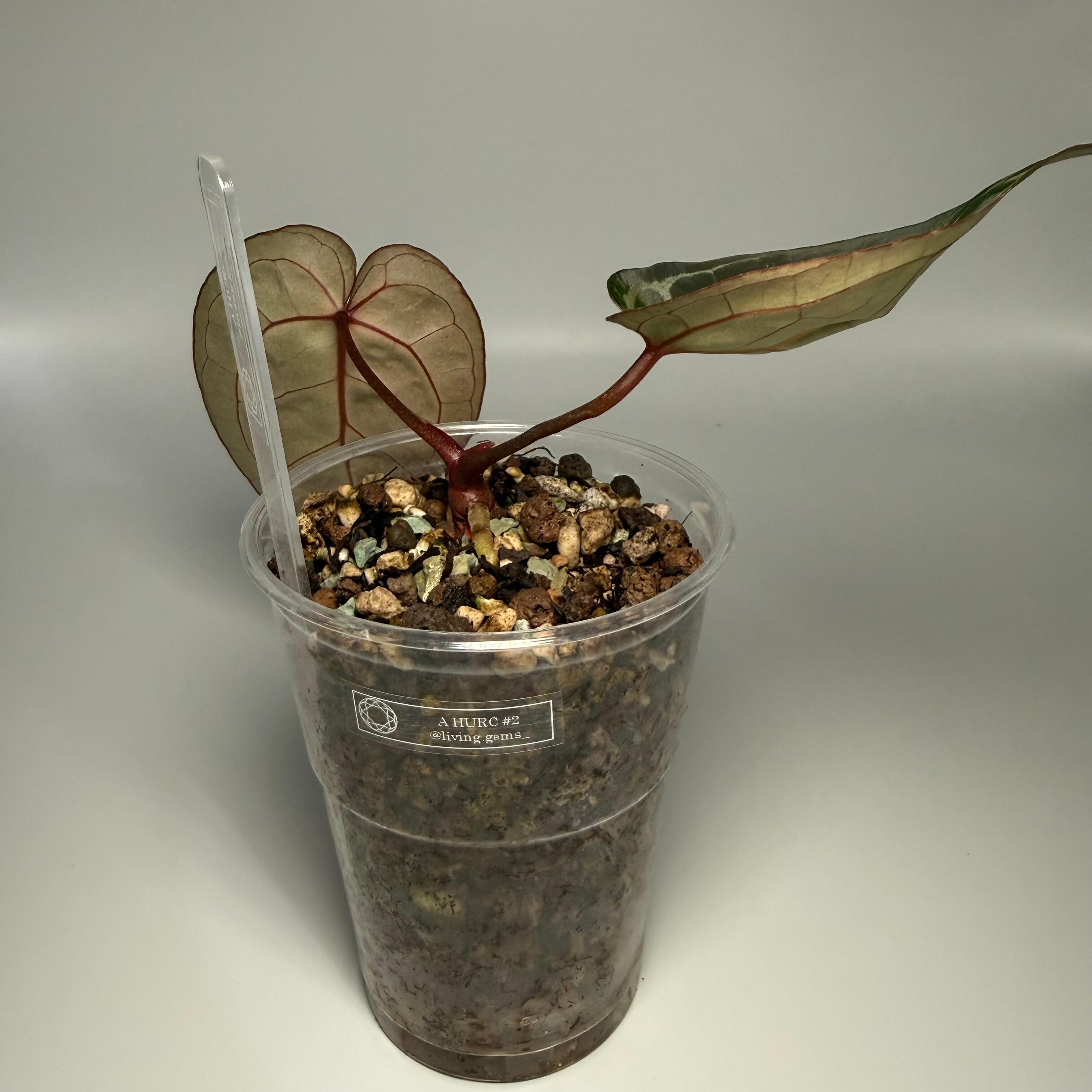 _Anthurium HURC (HU/KoS x Red Crystal)