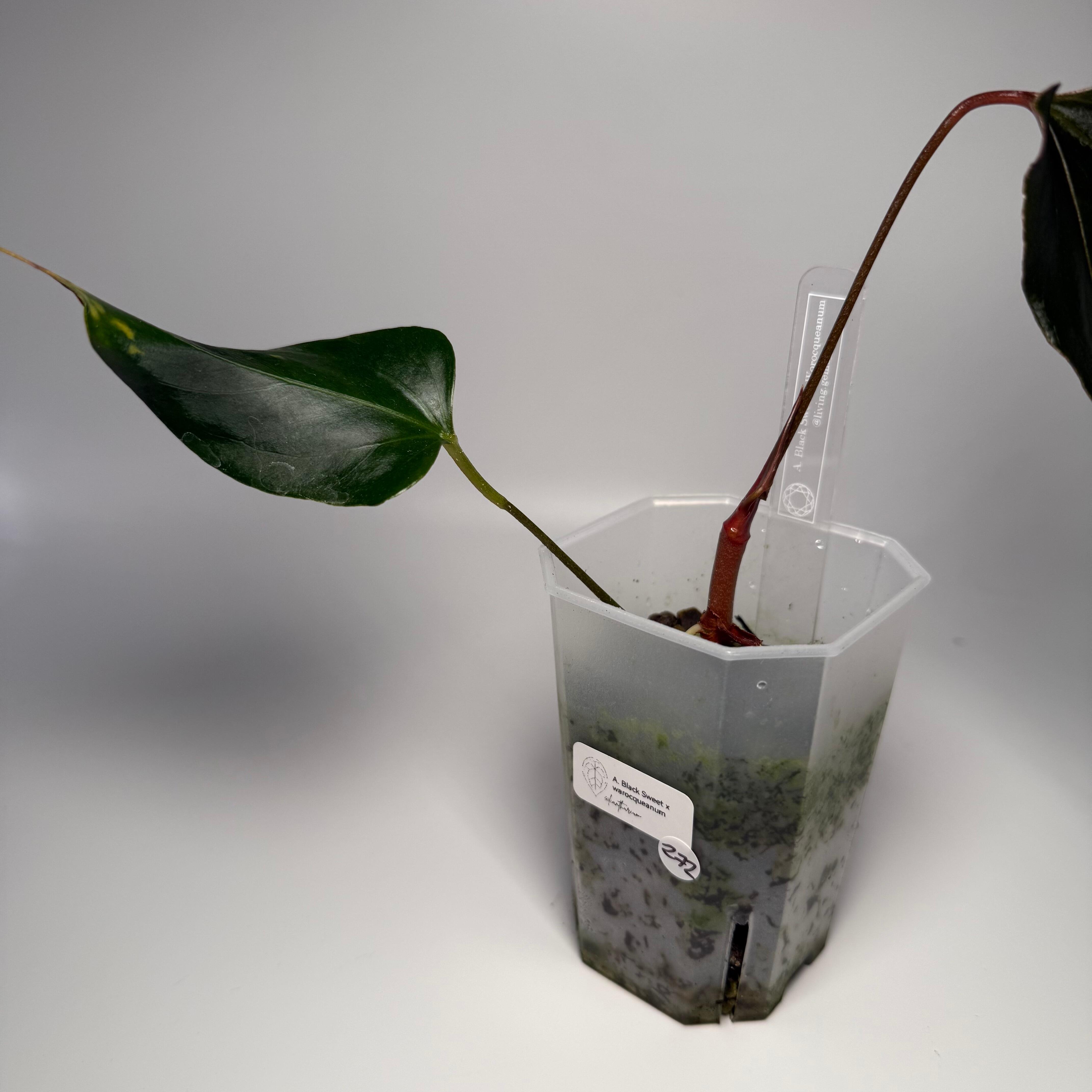 _Anthurium Black Sweet x warocqueanum