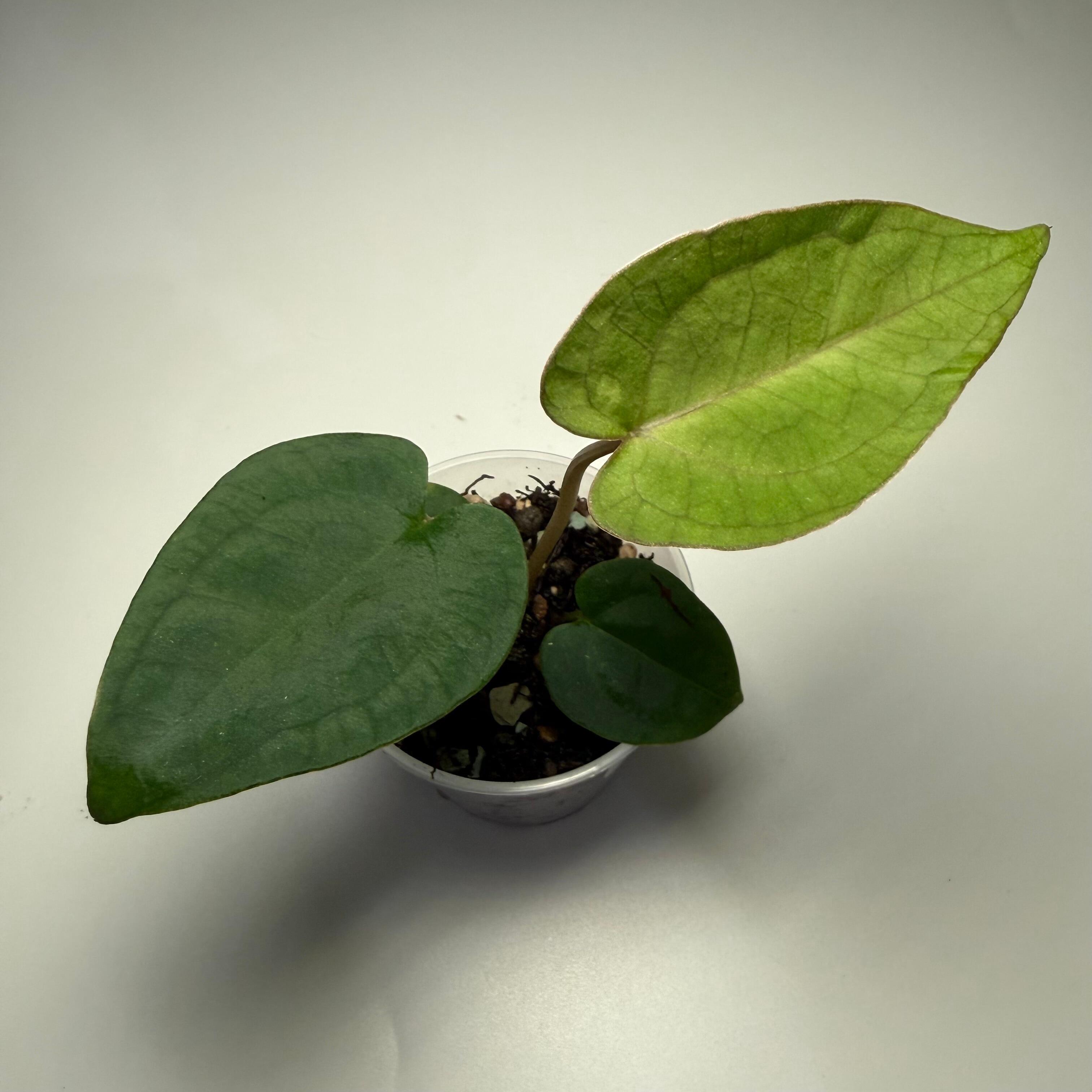 Anthurium (Goliath x Red Vein Dark Phoenix / RVDP) x forgetii