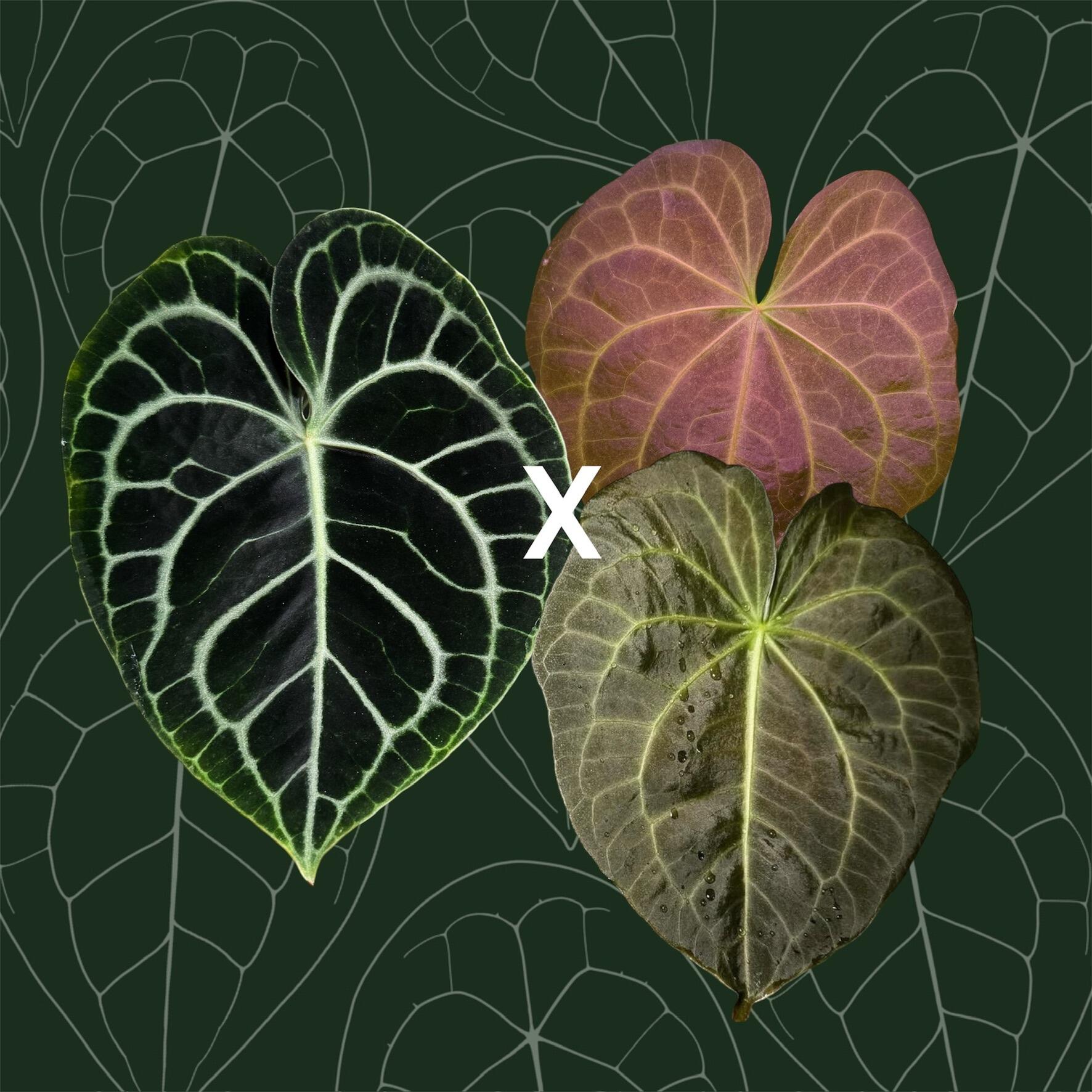 _Anthurium ((AOS x magnificum) x (warocqueanum x waterburyanum)) x self