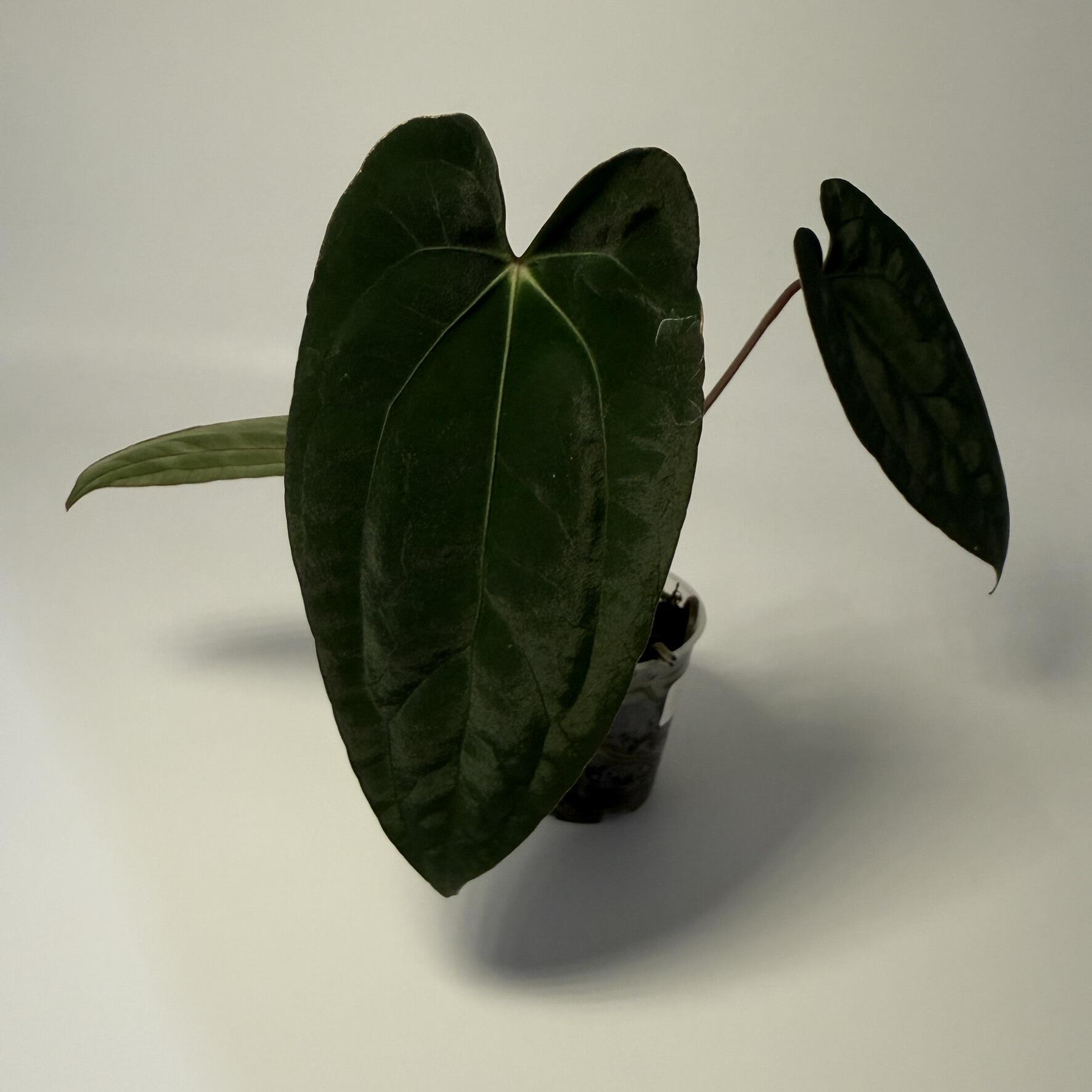 _Anthurium (X1 x self) x (Goliath x RVDP)