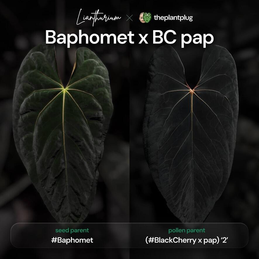 Anthurium (kunayalense x papillilaminum) x self