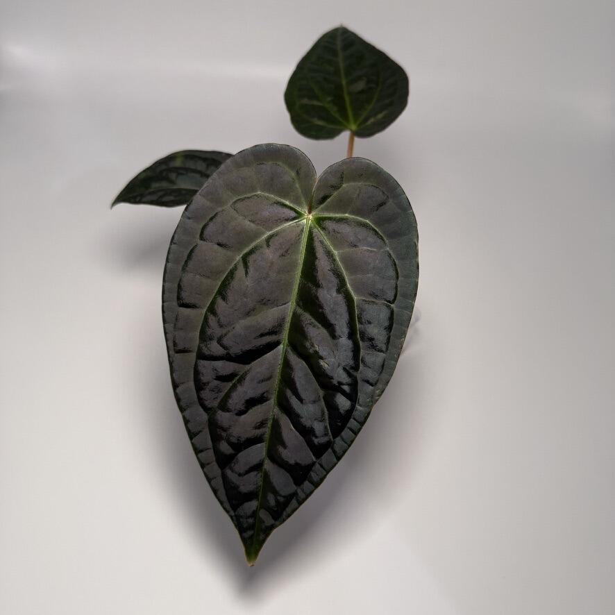 _Anthurium regale x luxurians