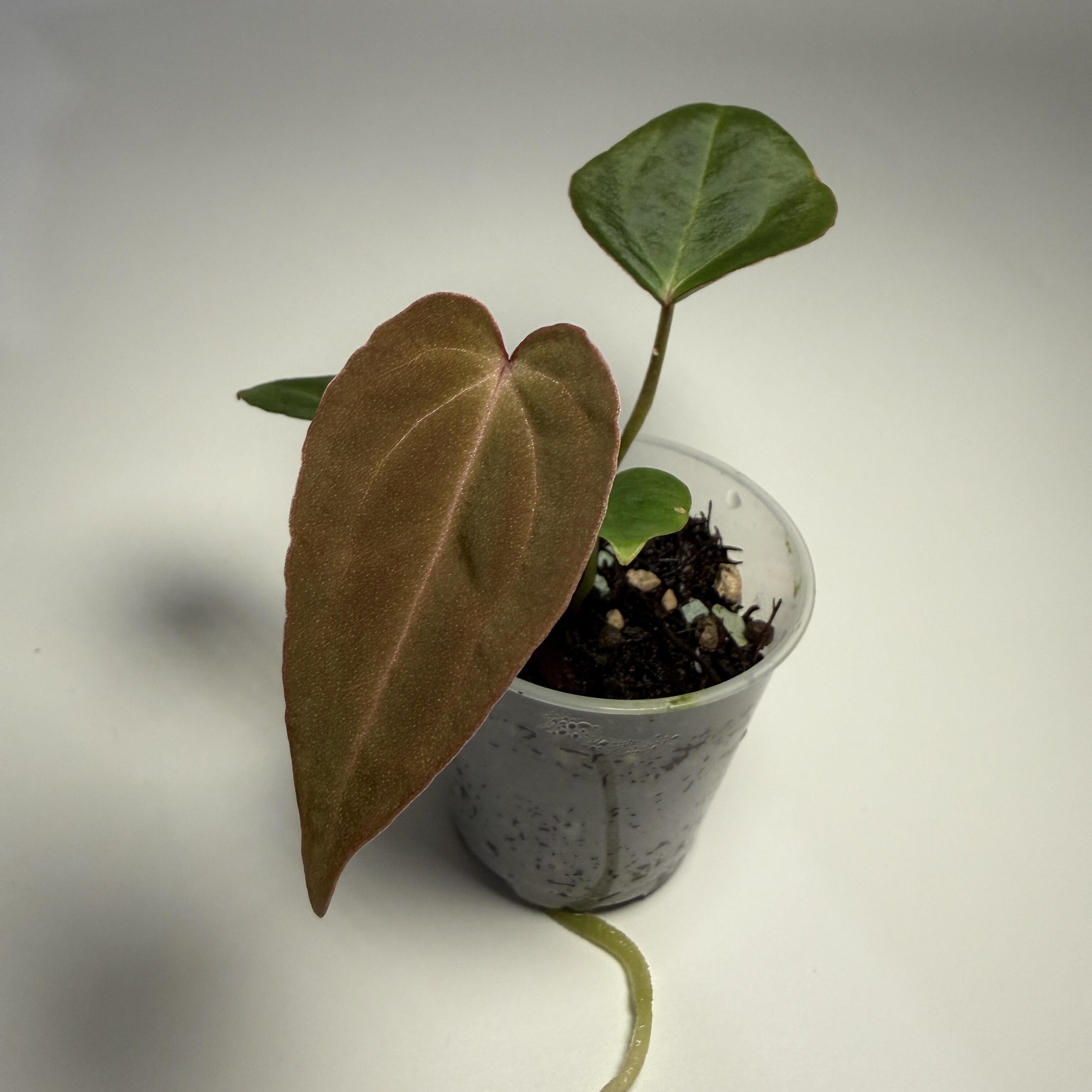 _Anthurium papillilaminum x Red Vein Dark Phoenix (RVDP)