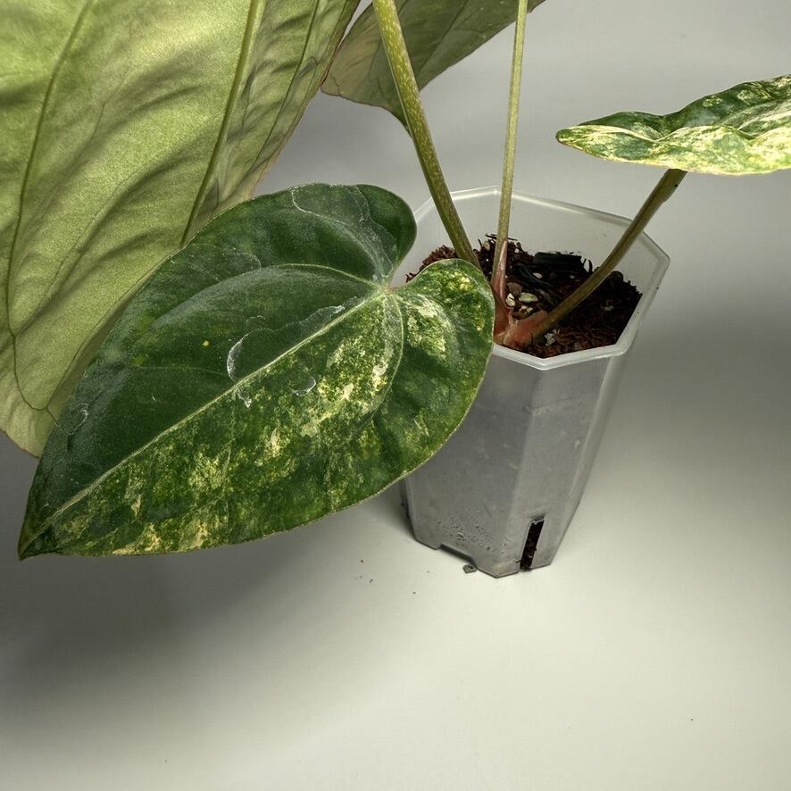 Anthurium papillilaminum var x (NSE port x pap Fort Sherman)