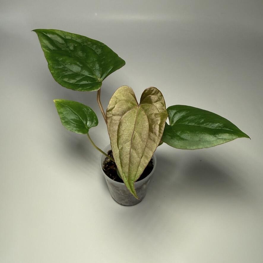 alocasia zebrina tigrina Alocasia Tigrina Superba 4