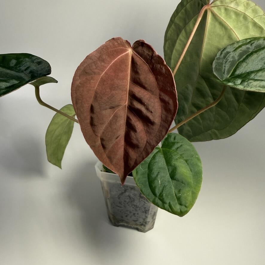 Anthurium Enid's Bench x antolakii / BVEP RA8xRA9