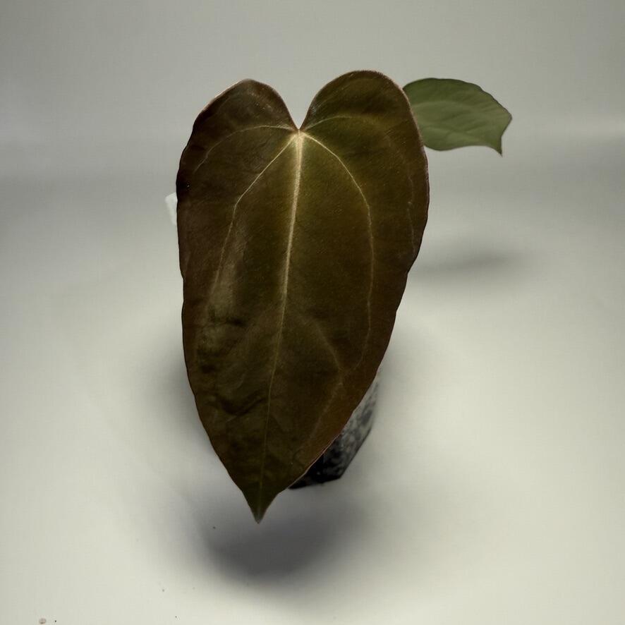 _Anthurium Enid's Bench x antolakii / BVEP RA8xRA9