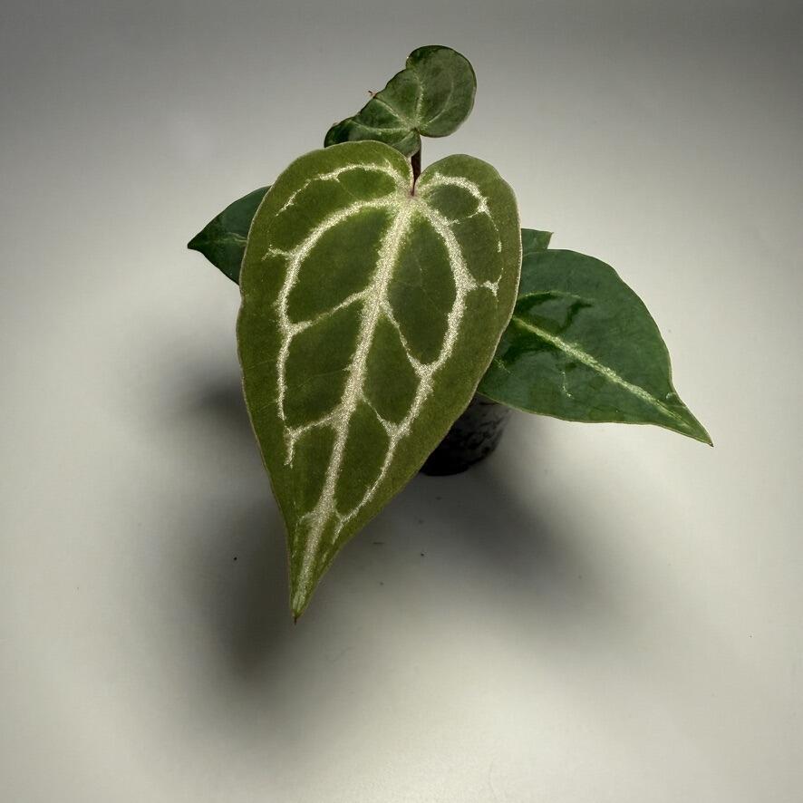 Anthurium (forgetii x HU/KoS) x (forgetii x)