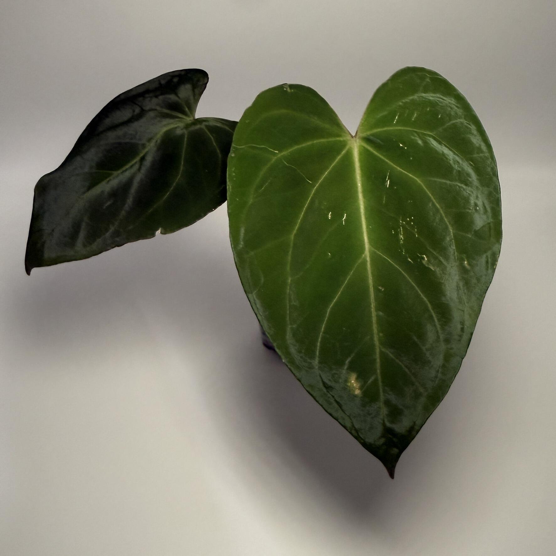 _Anthurium papillilaminum [(RA5 x Swamp Bunny) x LxLB]