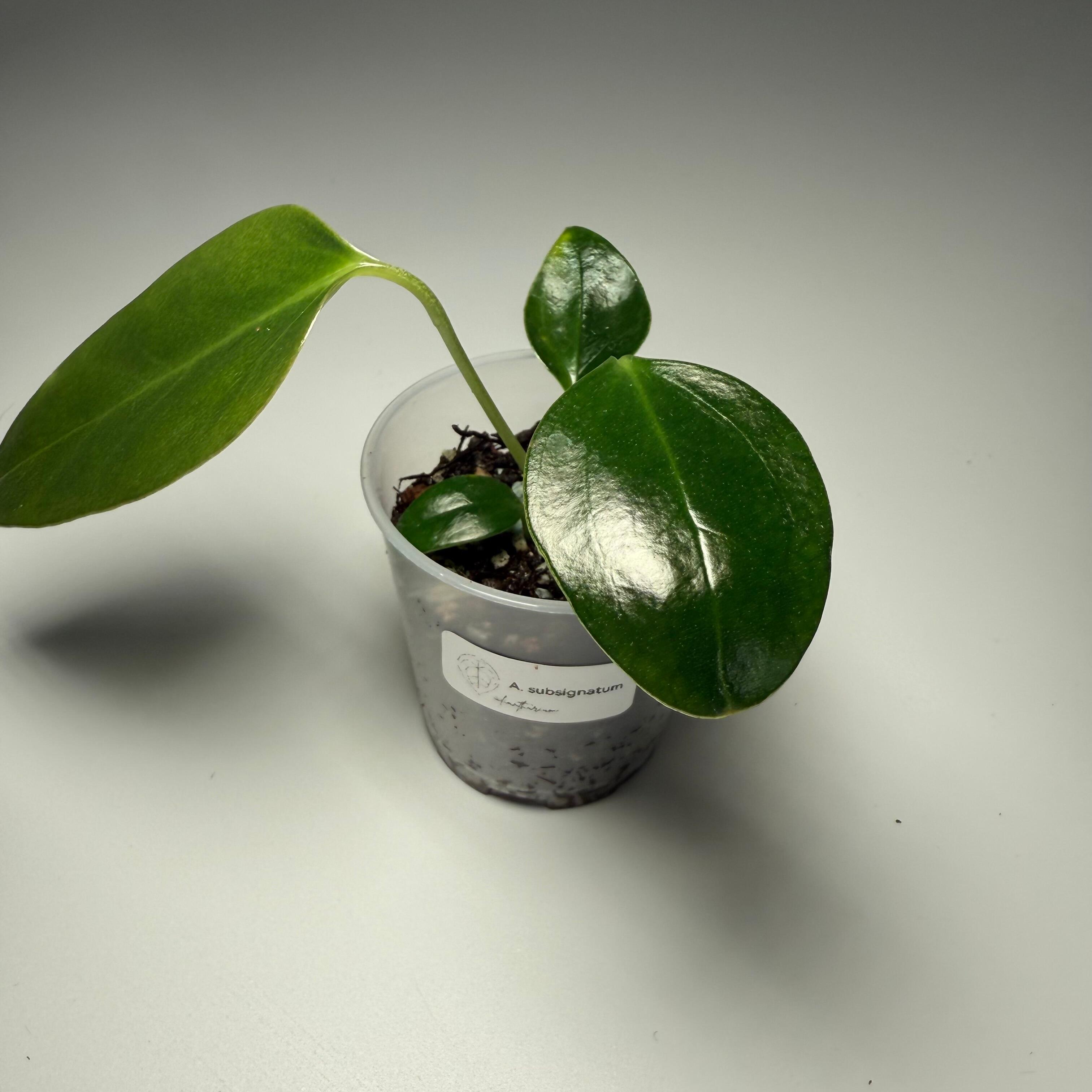 Plant for sale