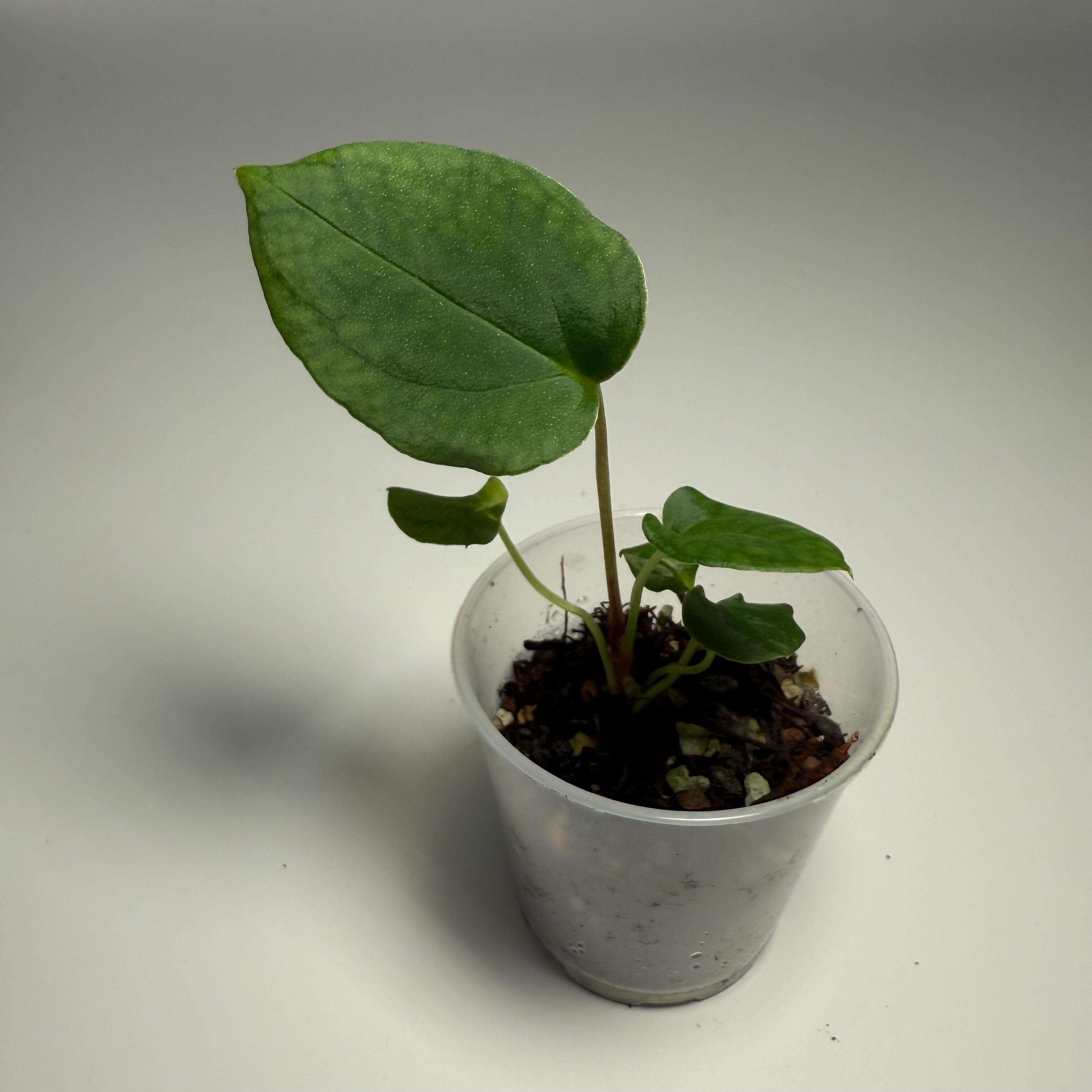 Plant C