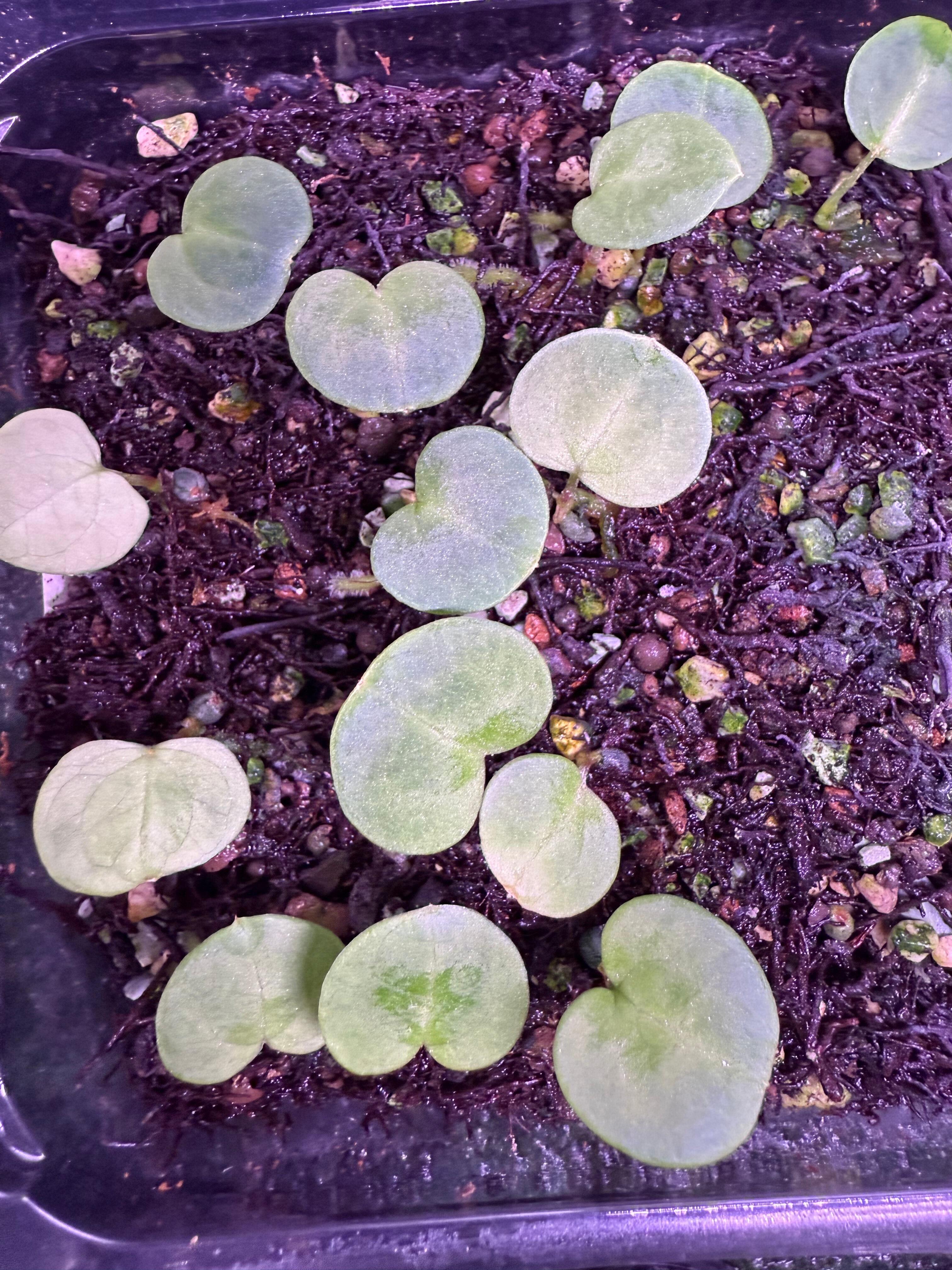 Grower's choice seedlings for sale