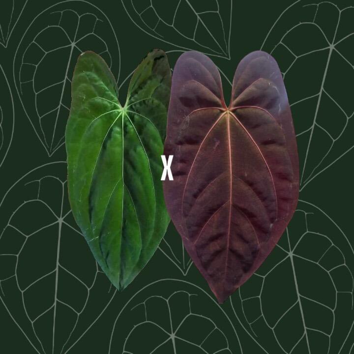Parent plants