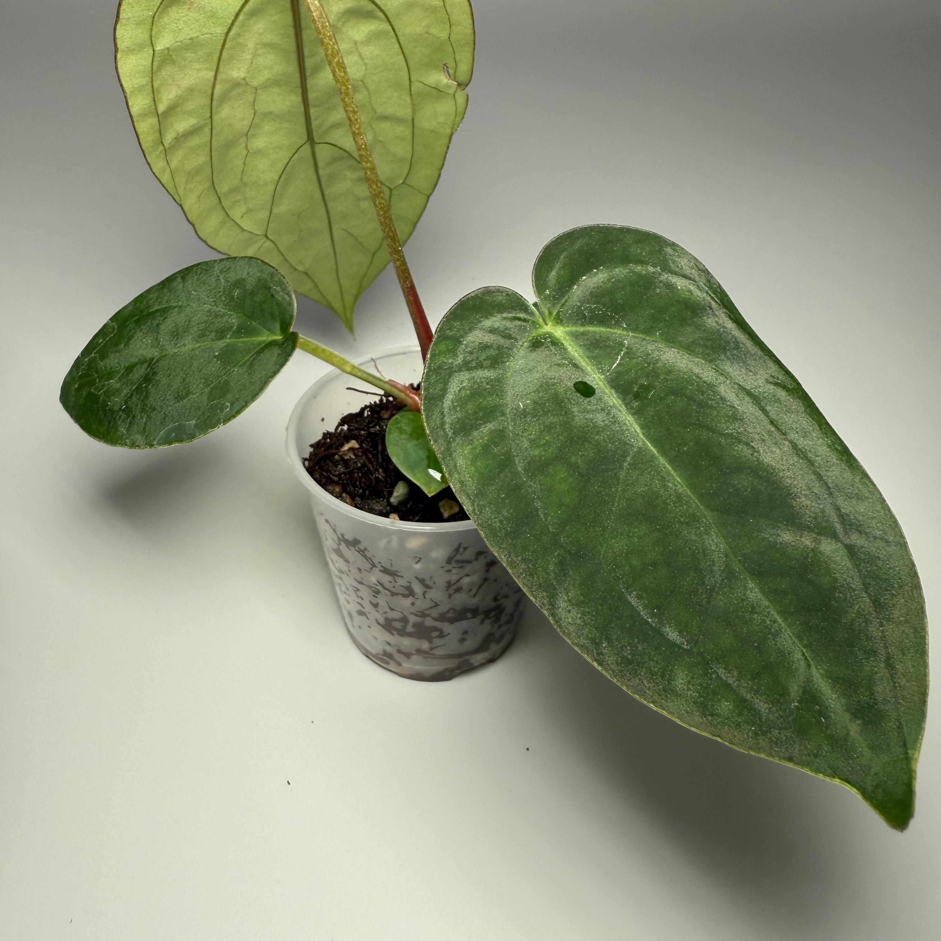 Plant for sale