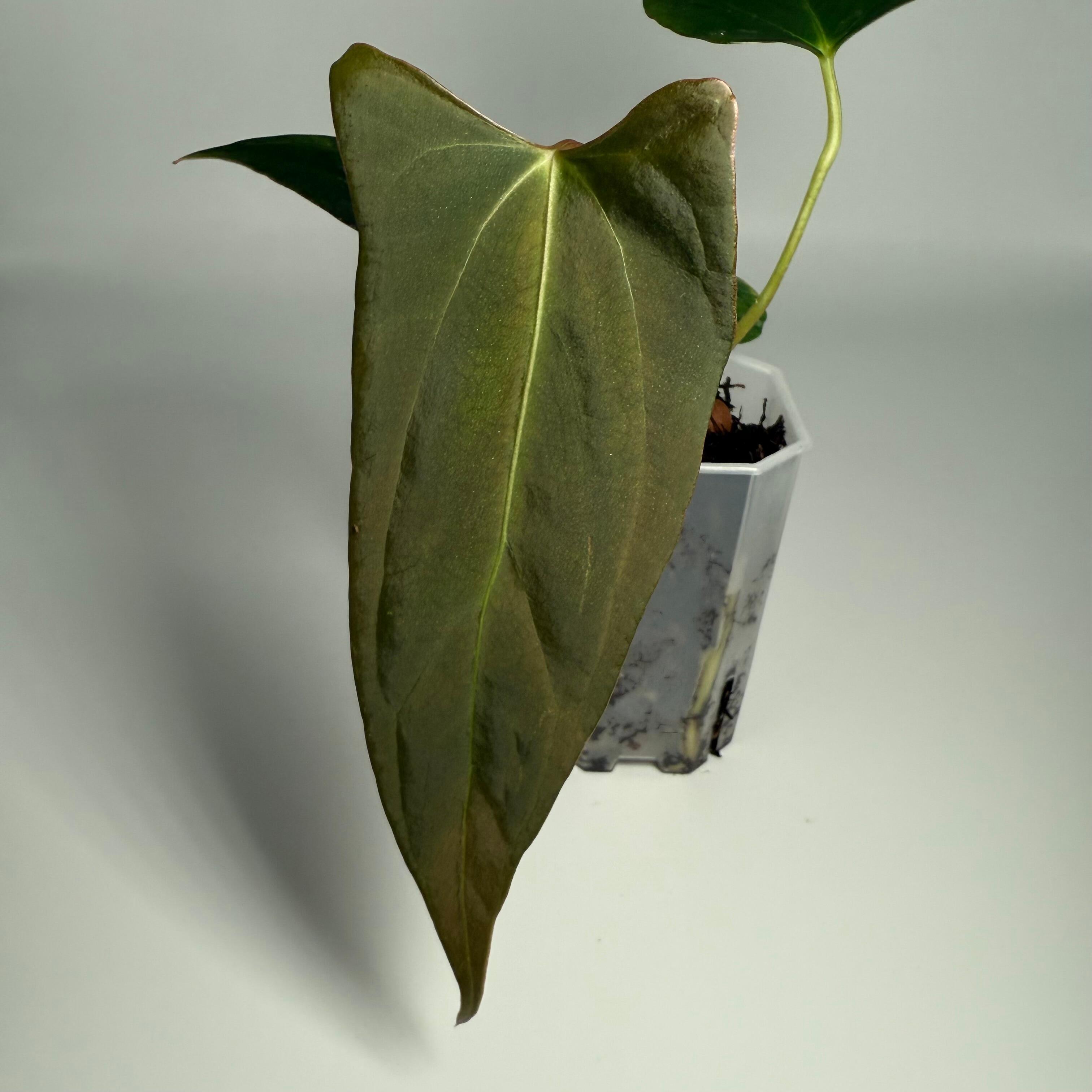 Plant for sale