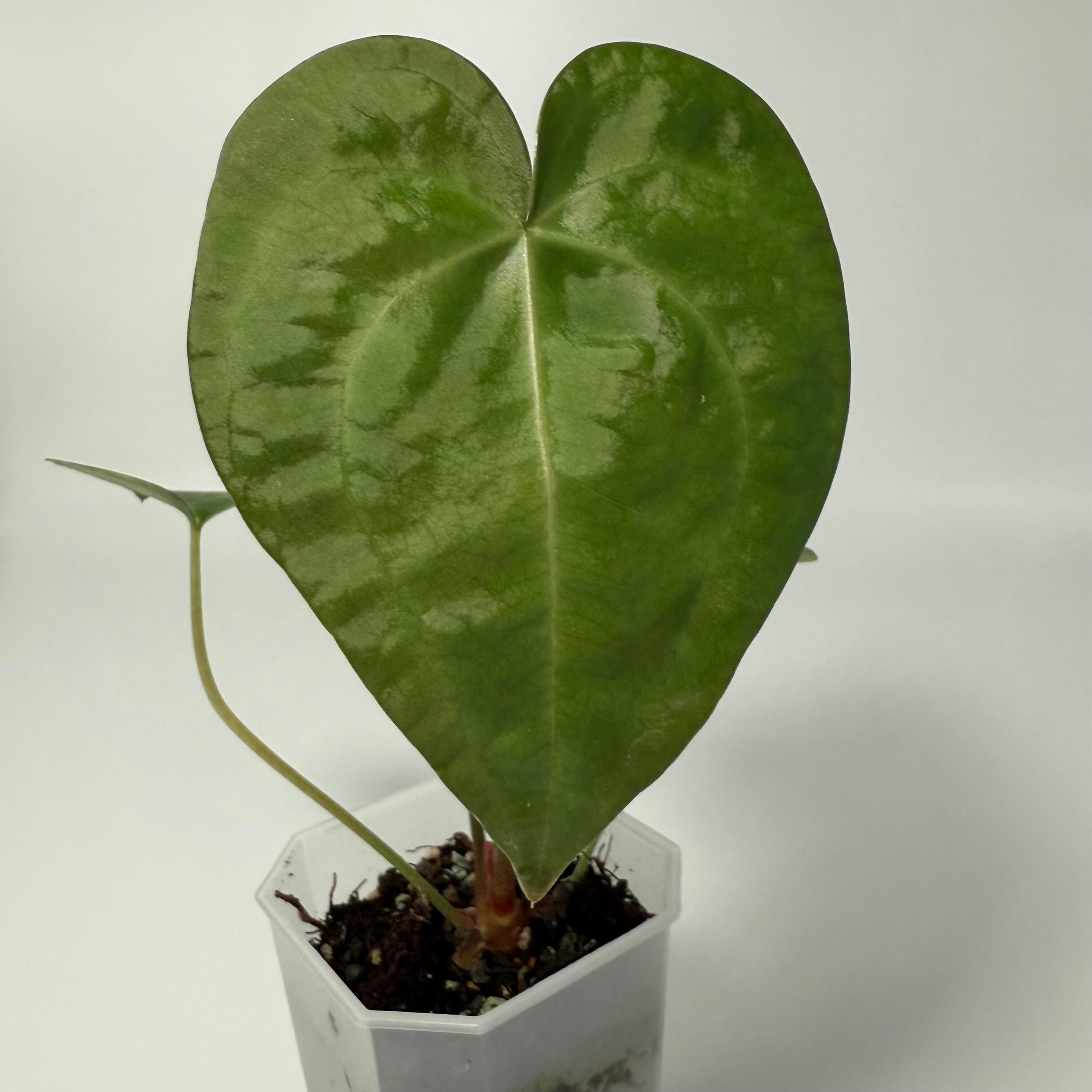 Plant for sale