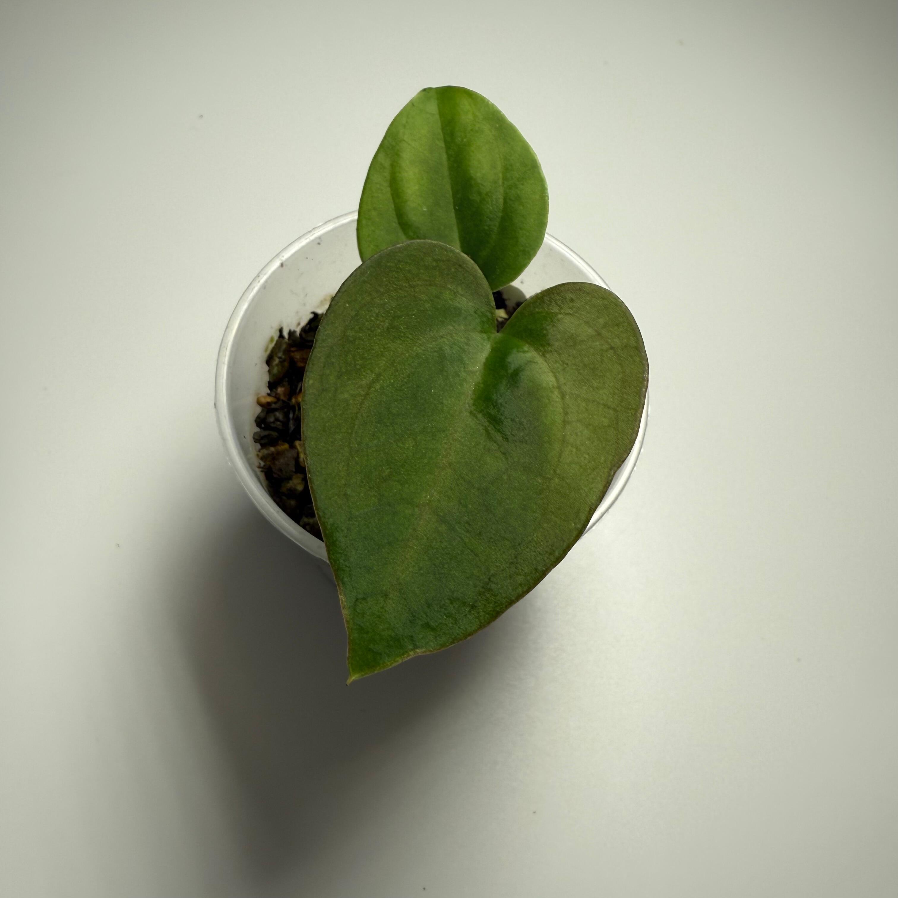 Plant D