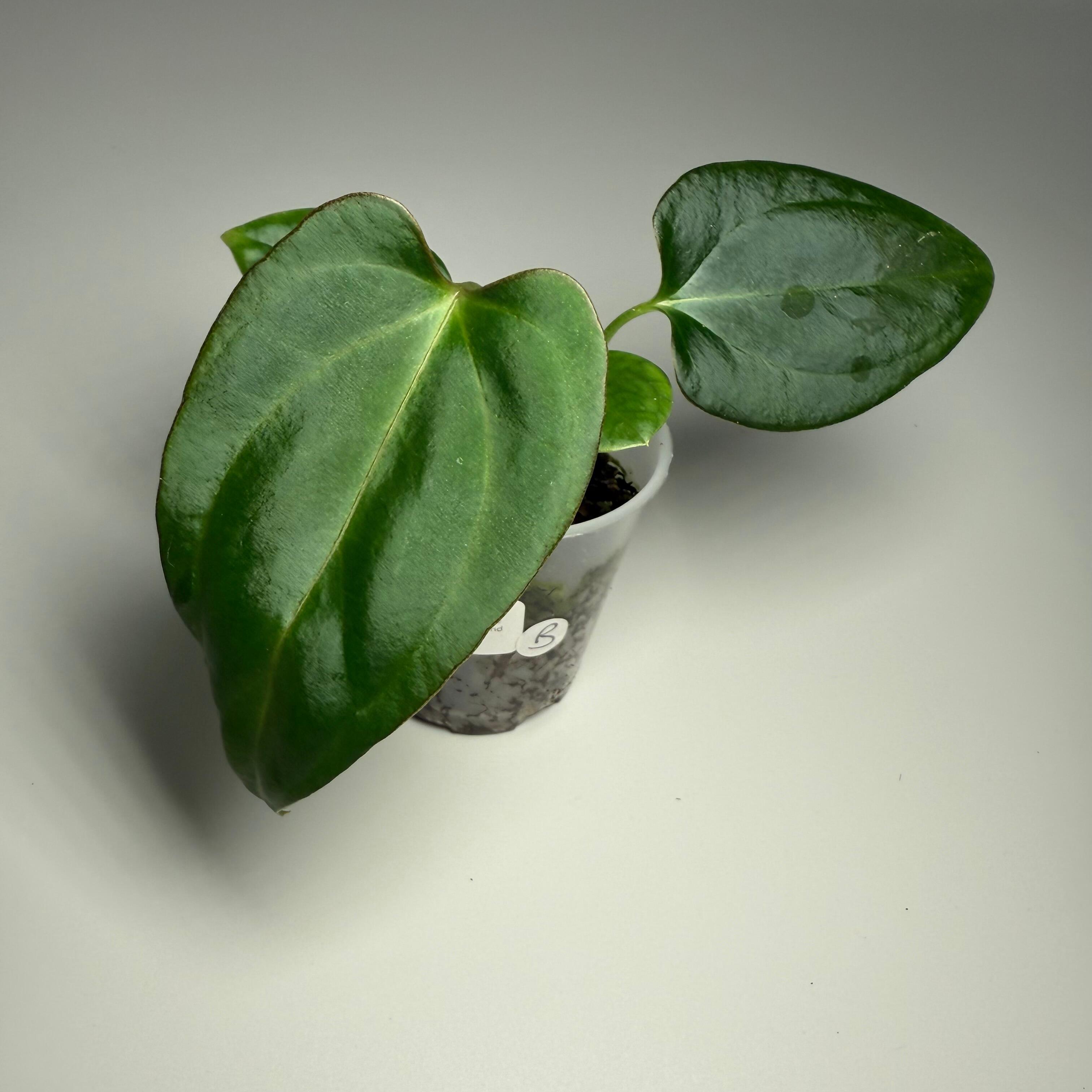 Plant B