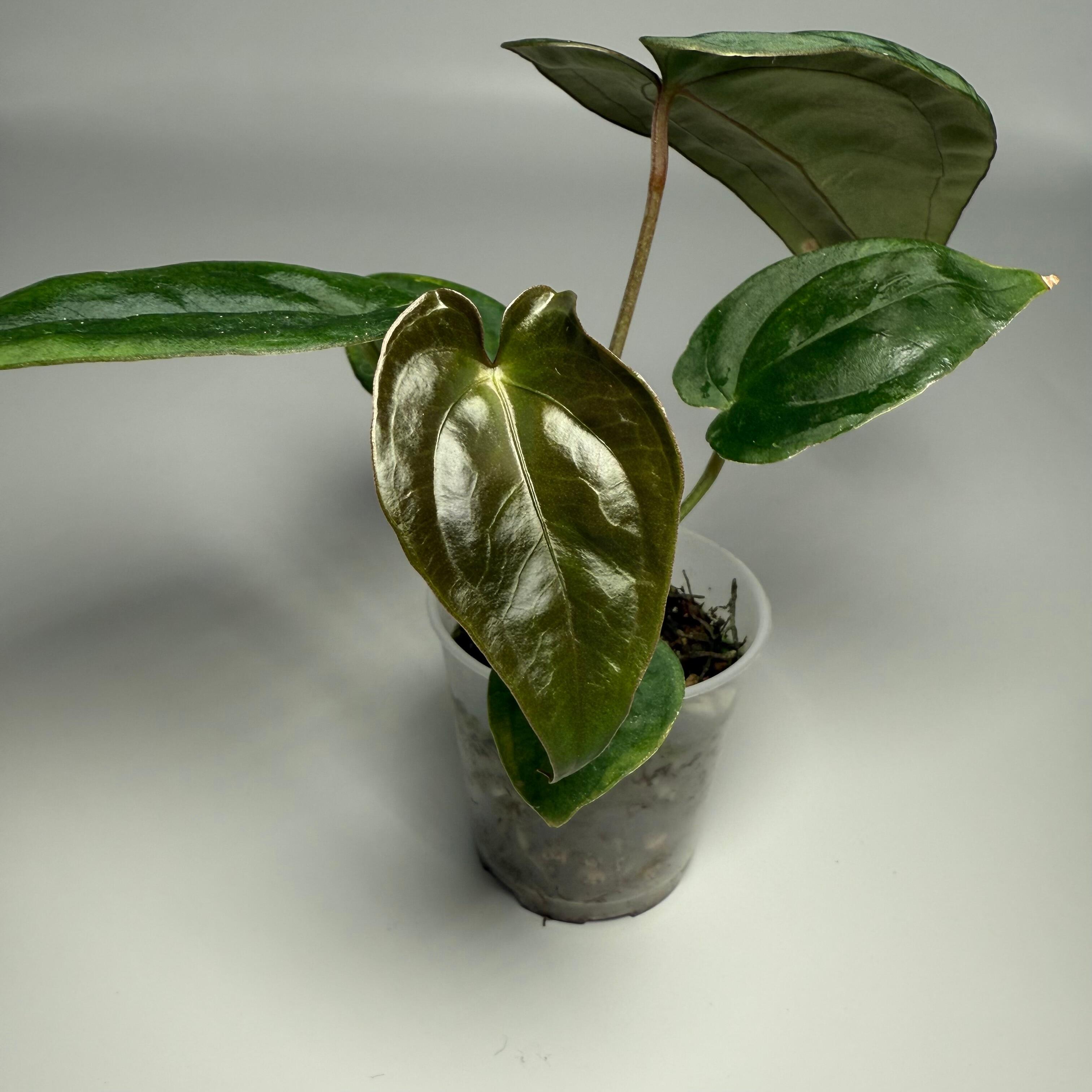 Plant for sale