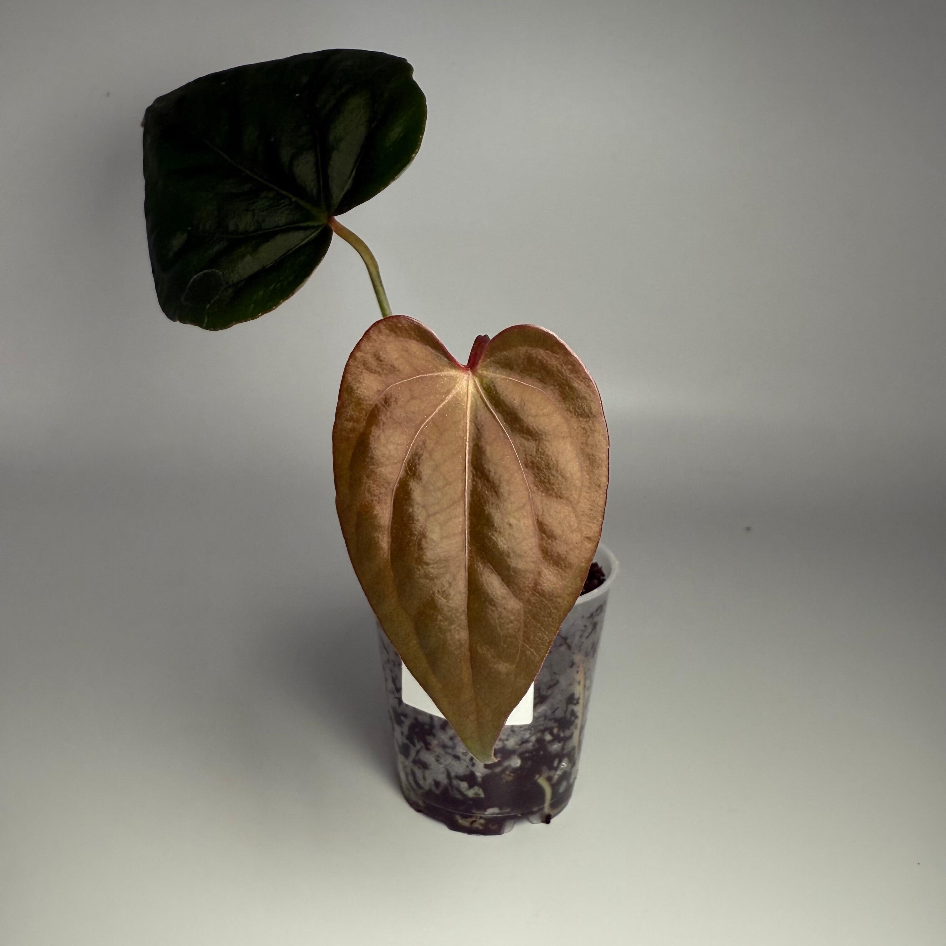 _Anthurium BVIT (Black Velvet Indo Type) x dressleri