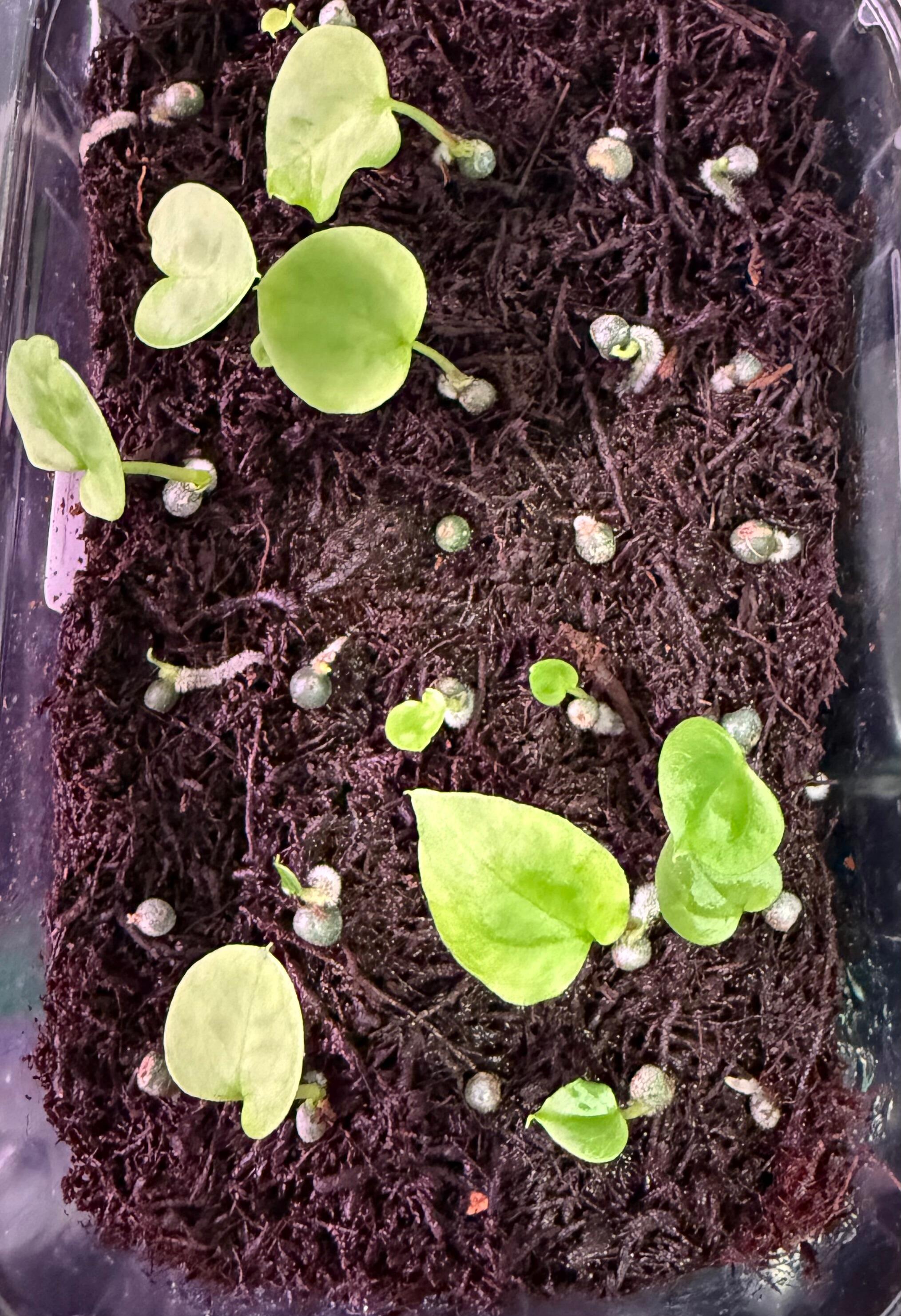 Grower's choice seedlings for sale