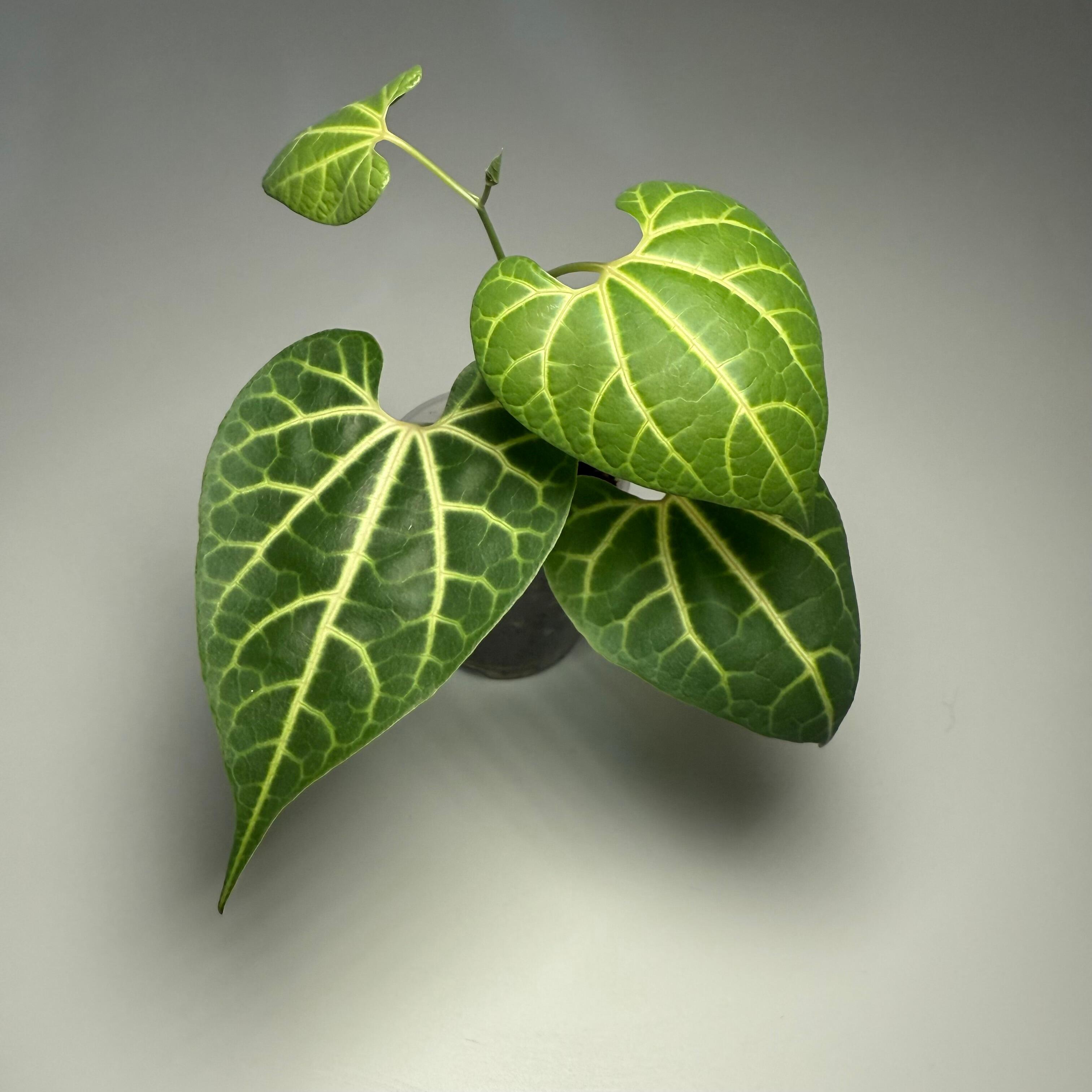 Plant for sale