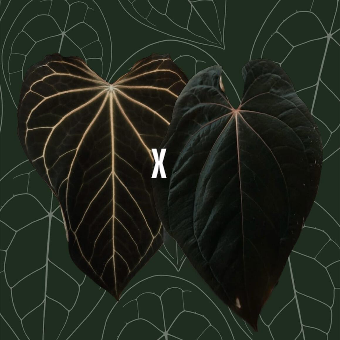 Parent plants