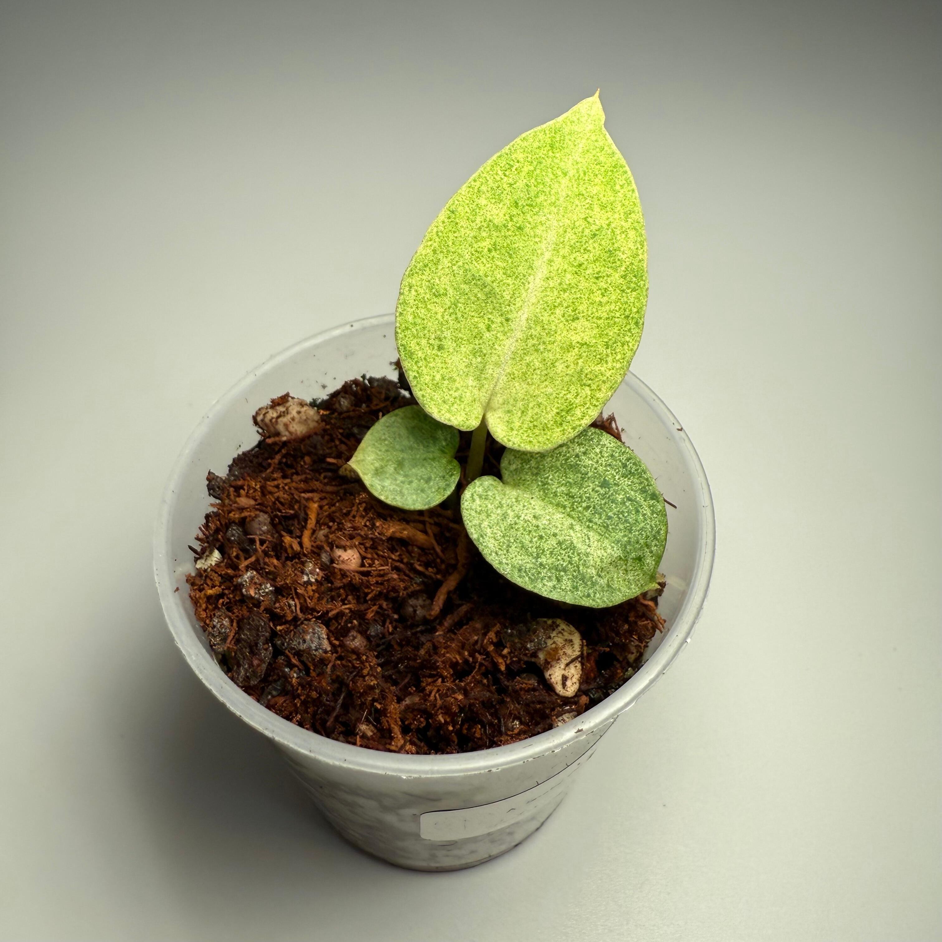 Seedling for sale